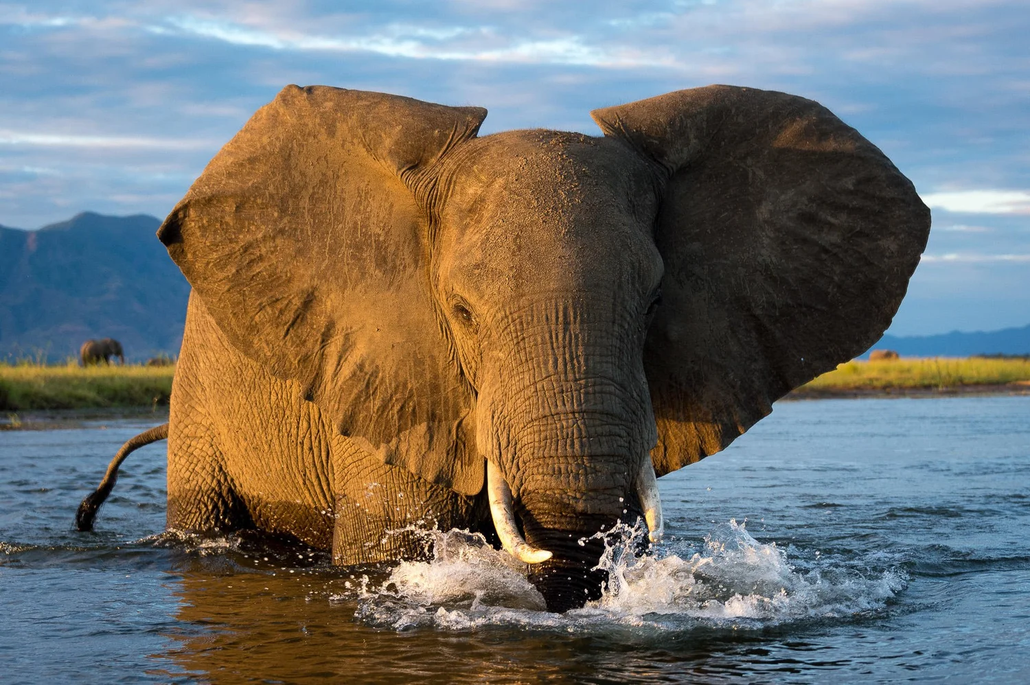 An adult elephant walking through a river during sunset, with mountains and grassy plains in the background.