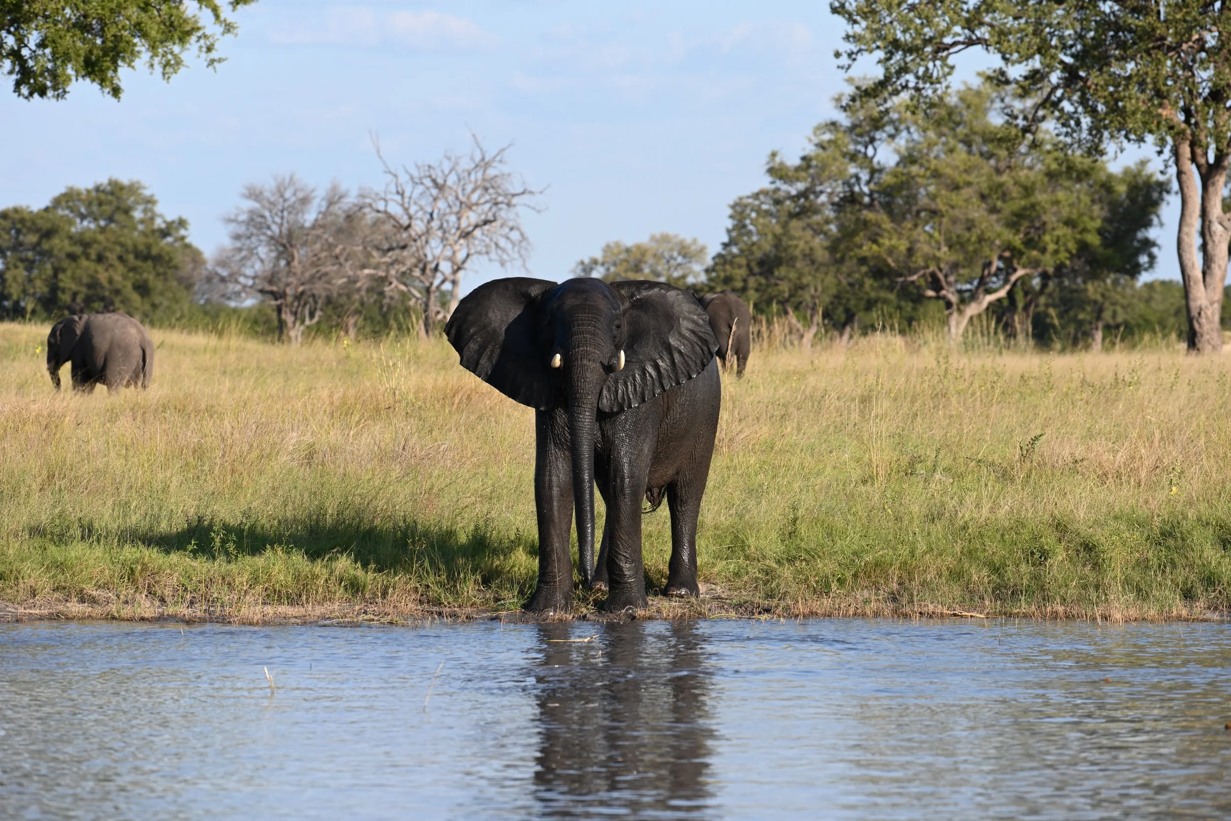 elephant watering hole.JPG