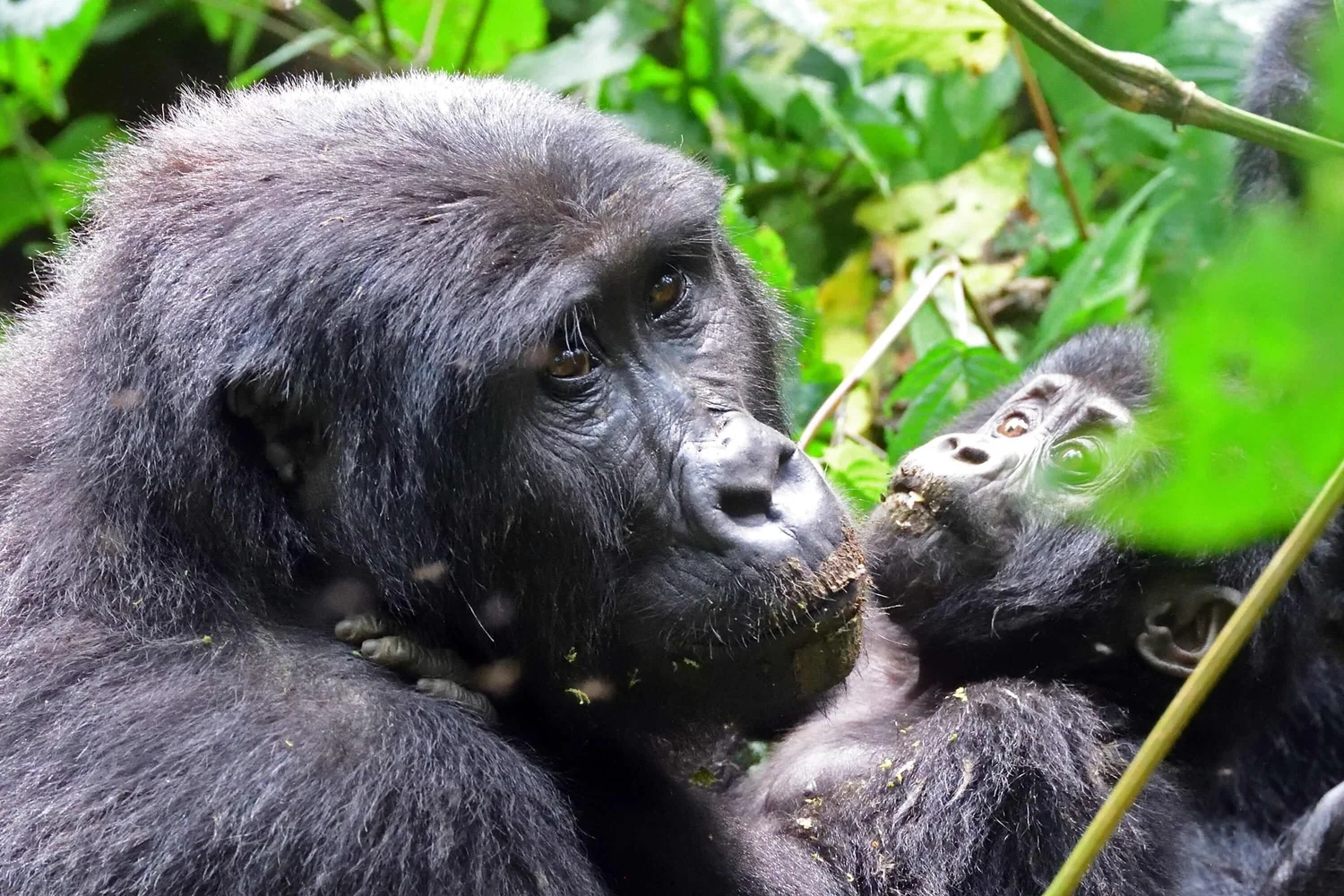 A mother gorilla with two baby gorillas in a jungle environment surrounded by green leaves.
