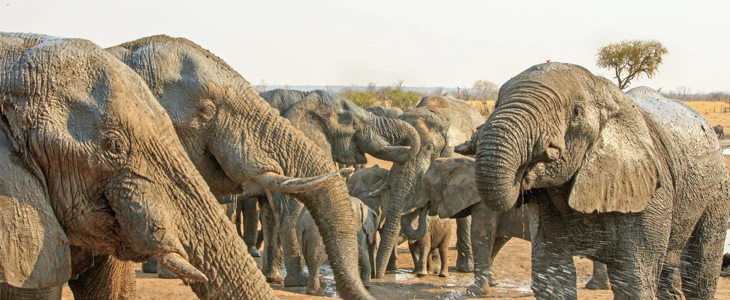 Top Safari Destinations to Visit in Africa in 2026