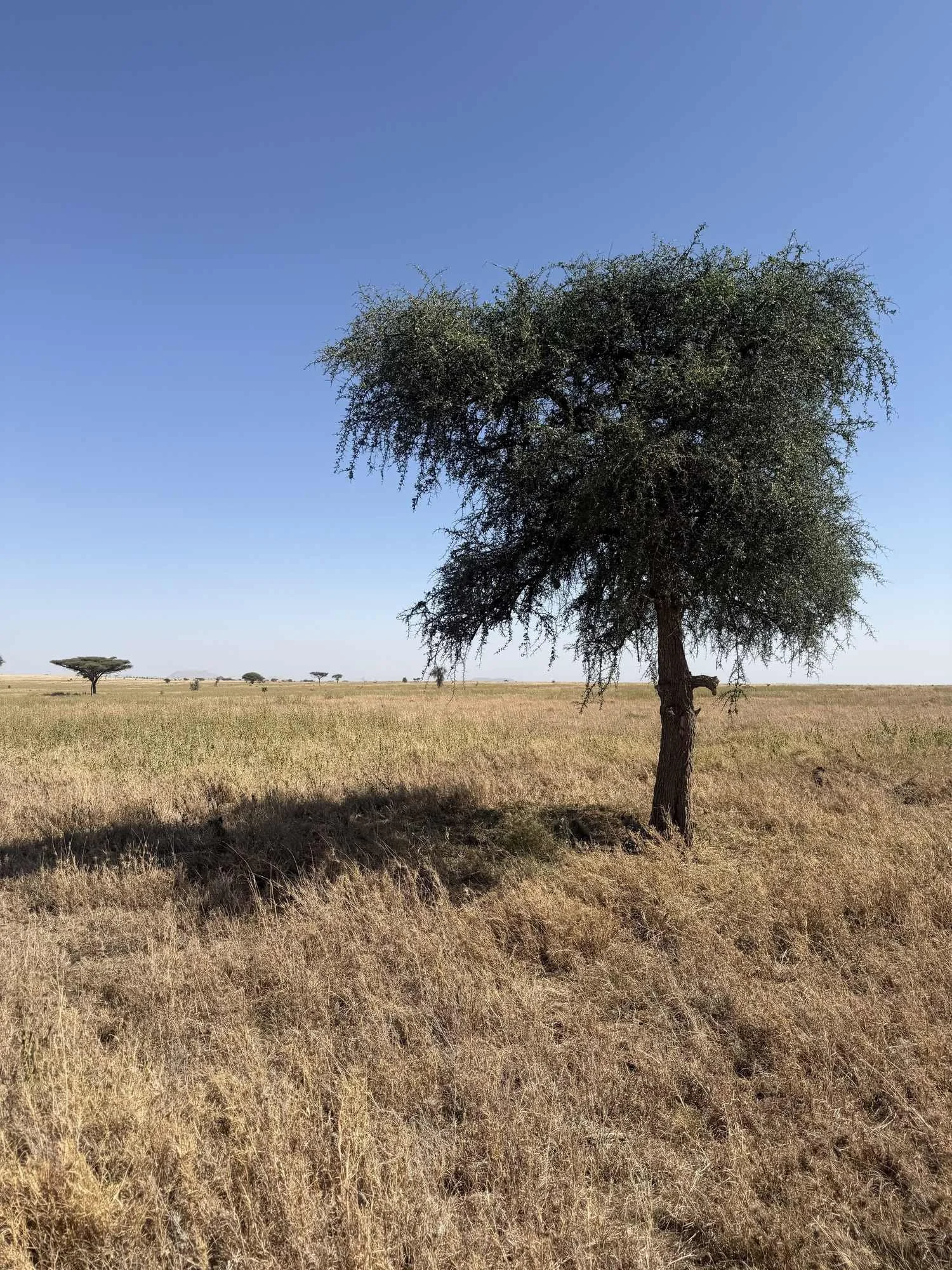 Lone acacia on the open grassland of the eastern Serengeti near Lemala Nanyukie