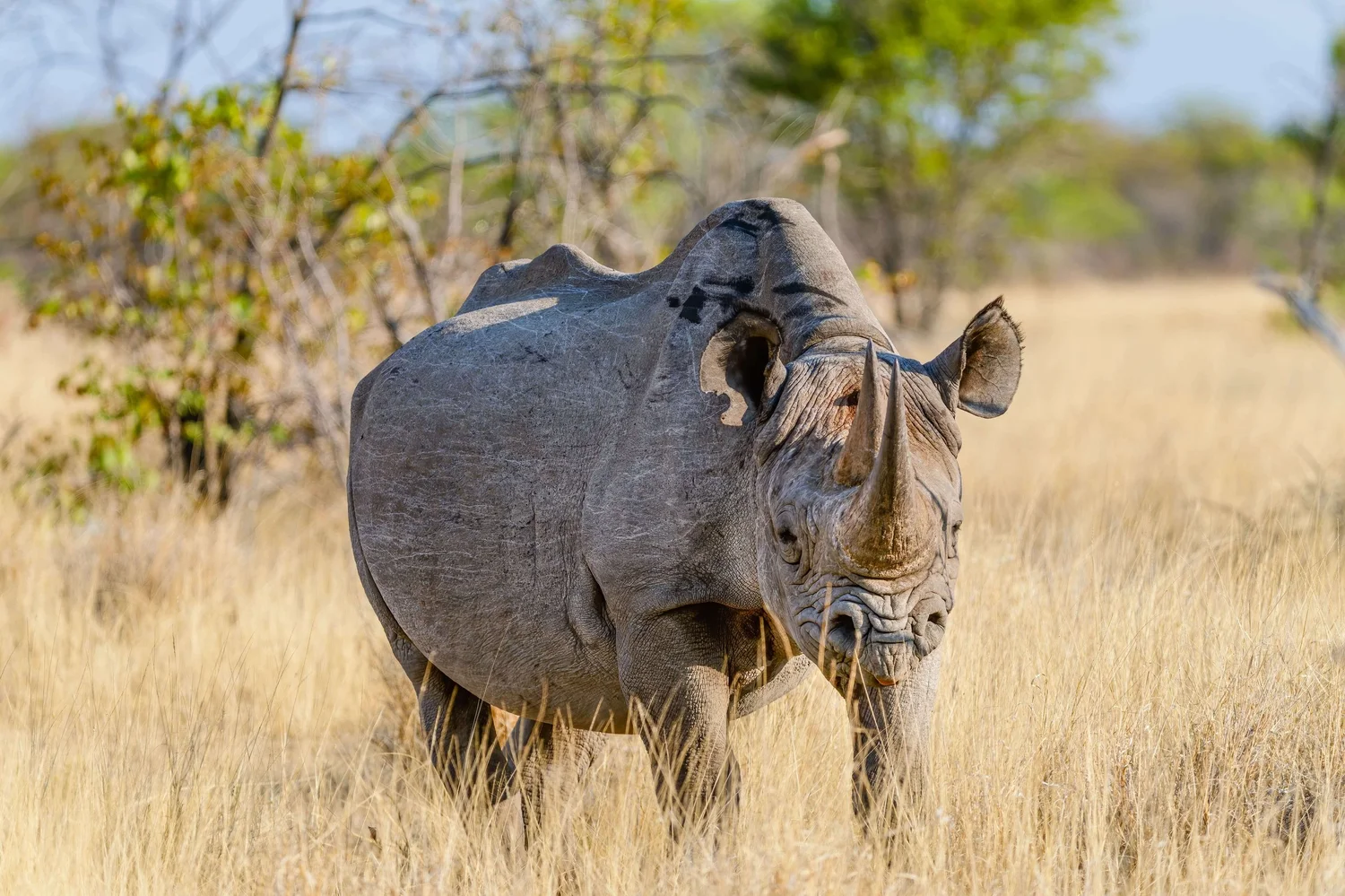 A rhinoceros standing in a dry grassy plain with trees in the background.