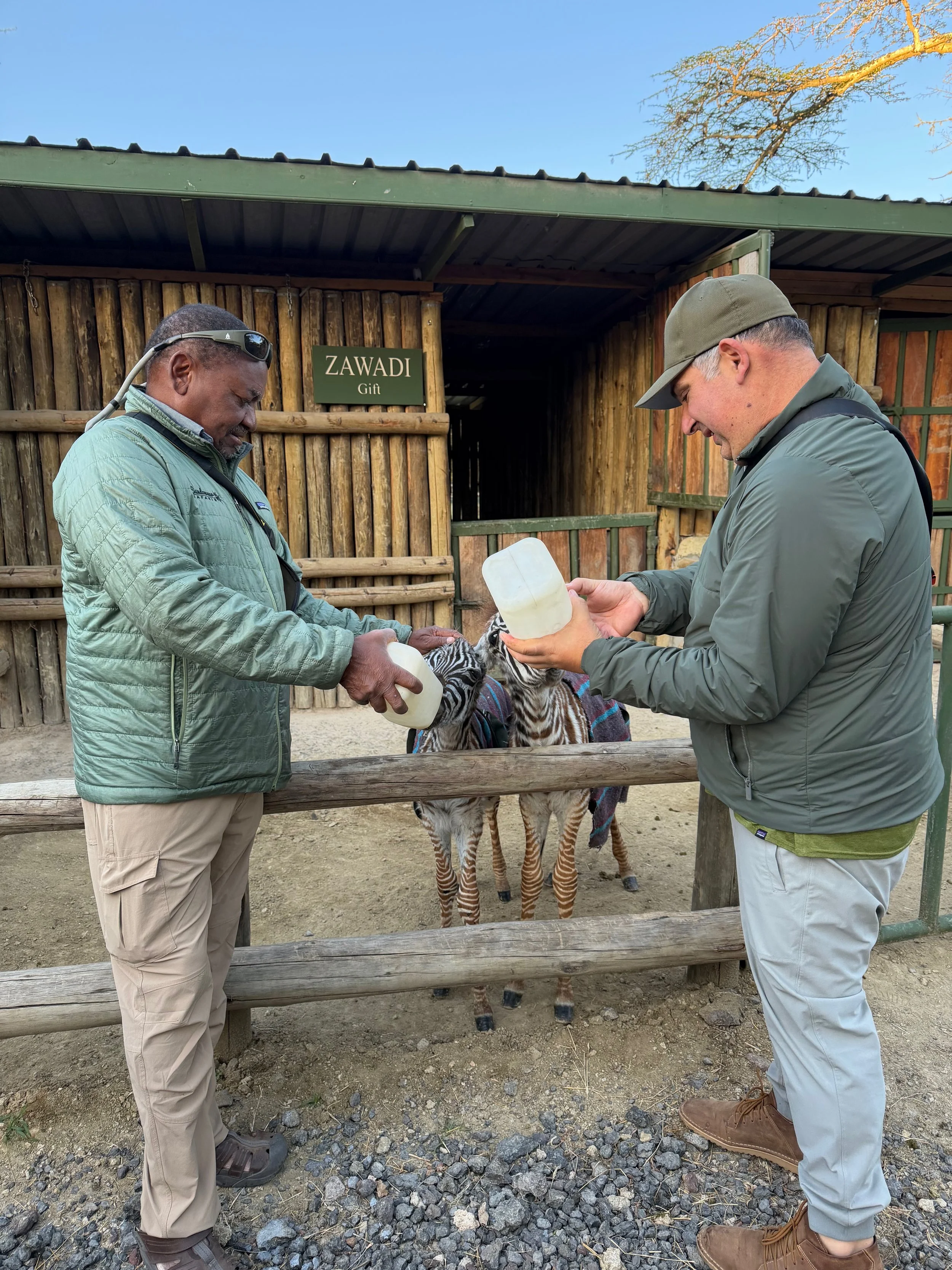 two men feeding zebras