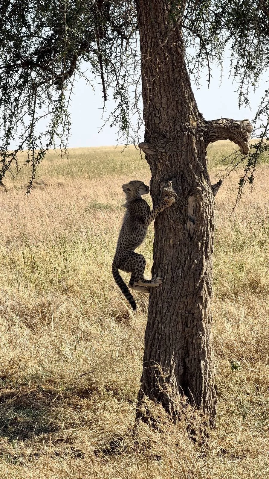 Cheetah cub climbing an acacia near Namiri Plains, seen on a game drive from Lemala Nanyukie