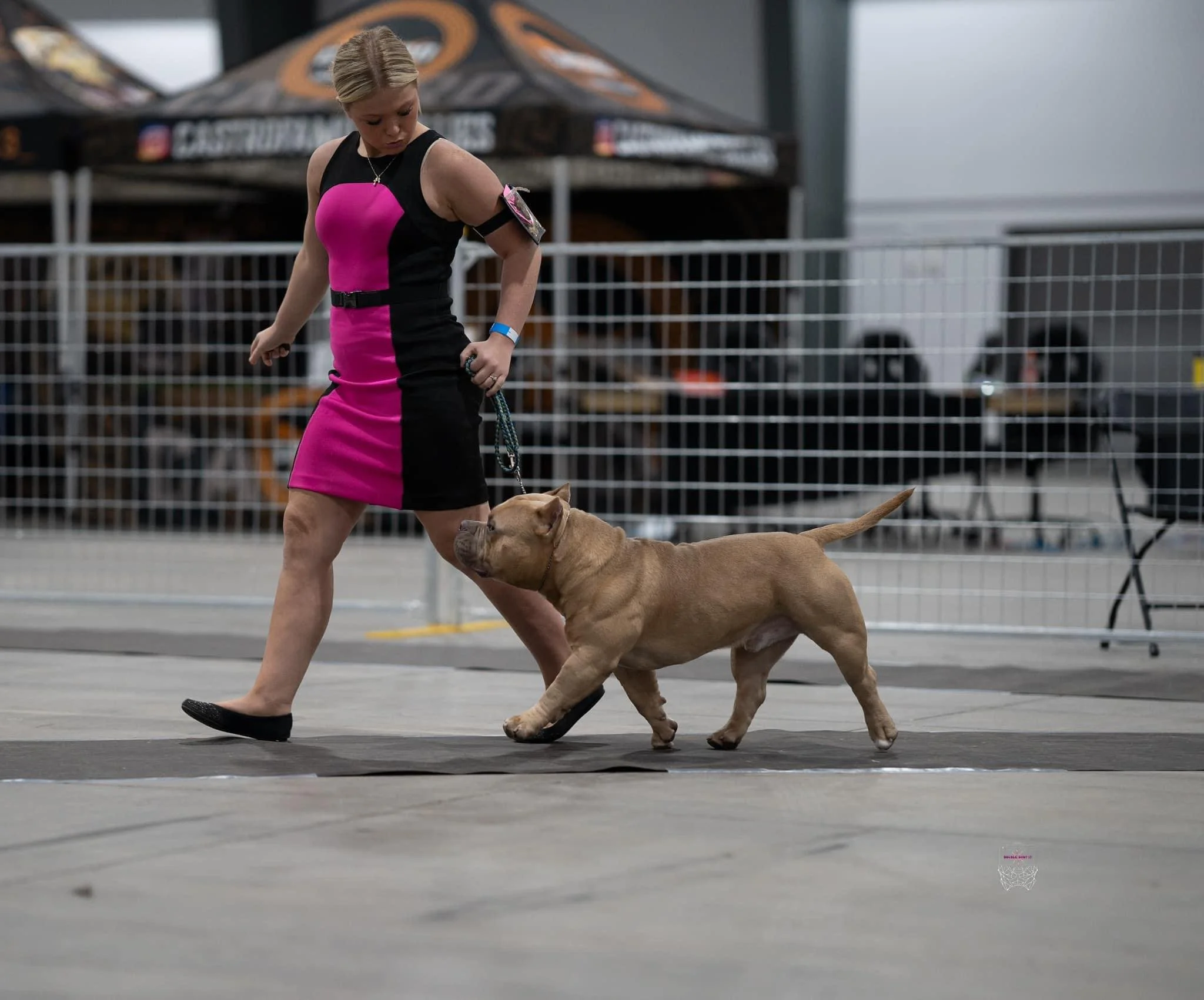 pocket bully puppies for sale