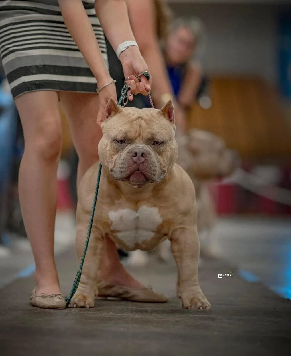 pocket bully puppies for sale