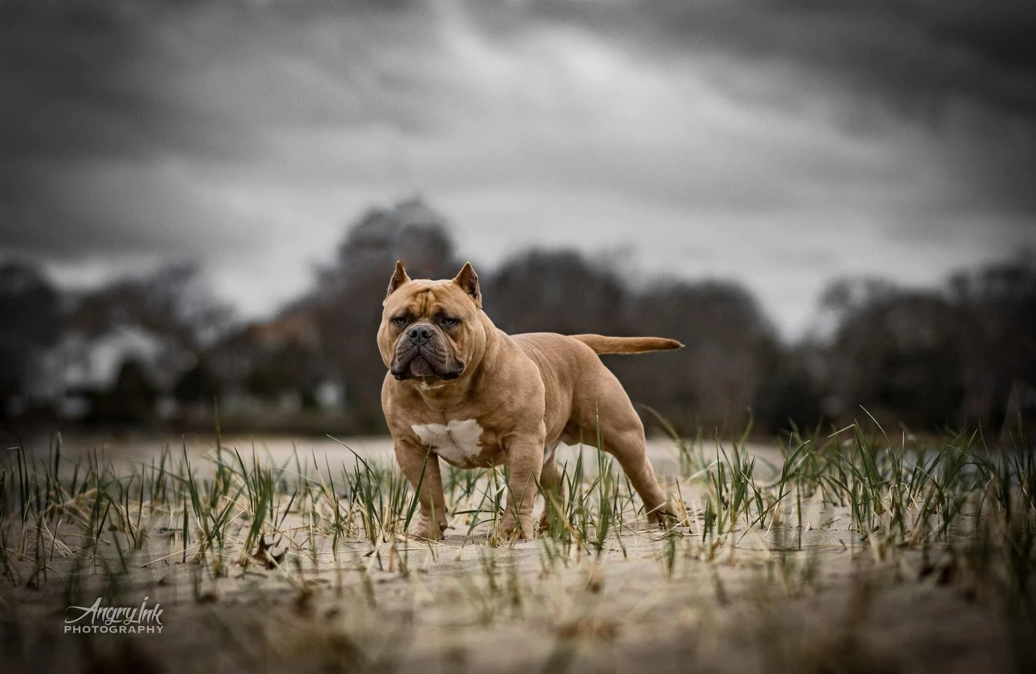 pocket bully puppies for sale