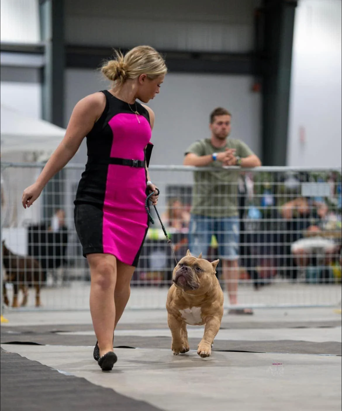 pocket bully puppies for sale