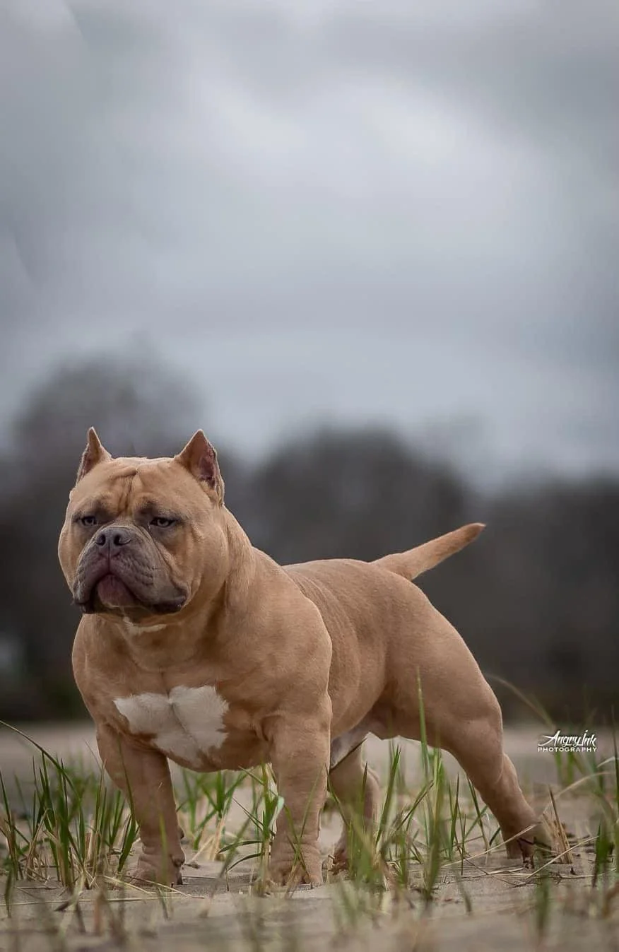 pocket bully puppies for sale