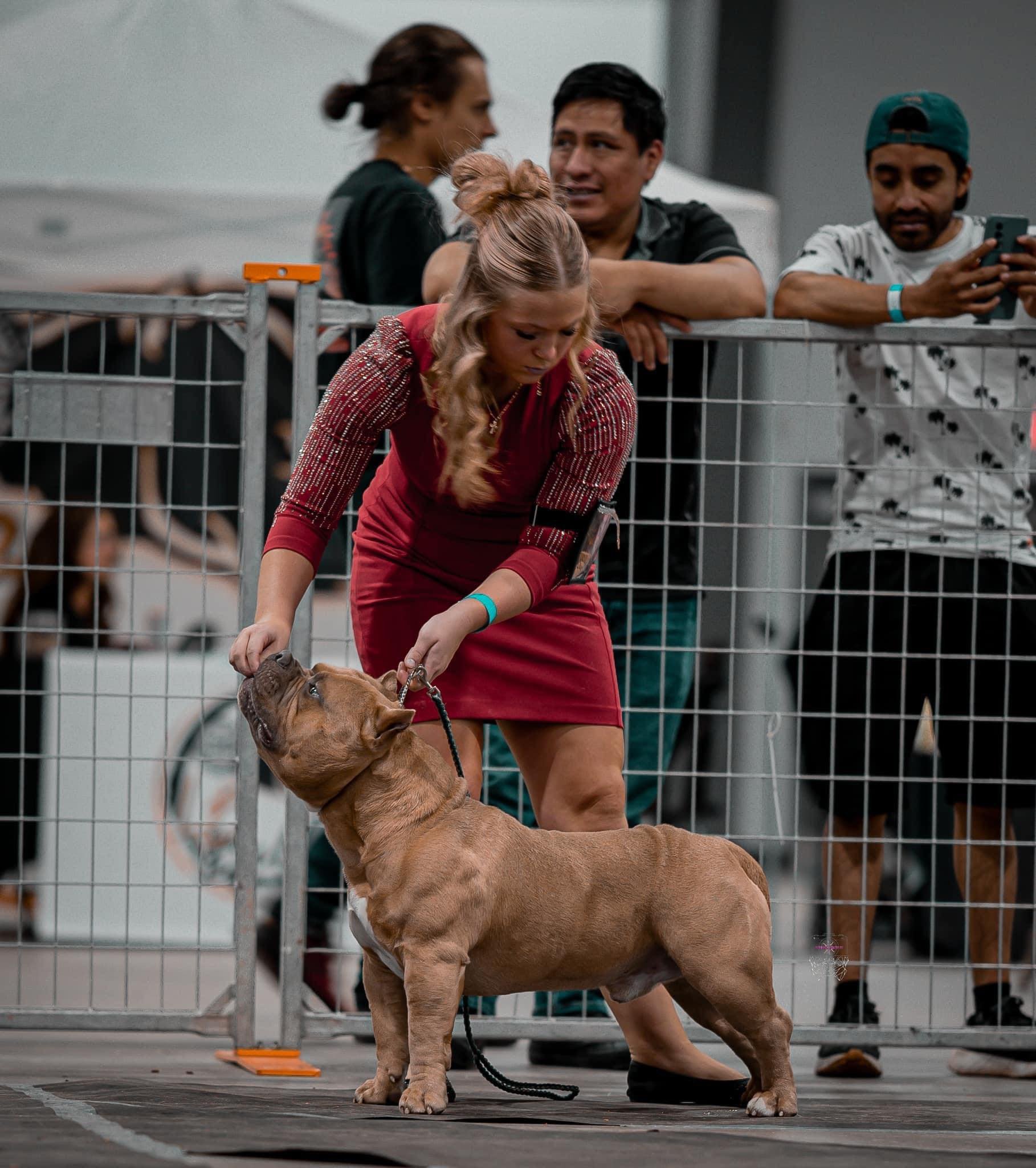 pocket bully puppies for sale