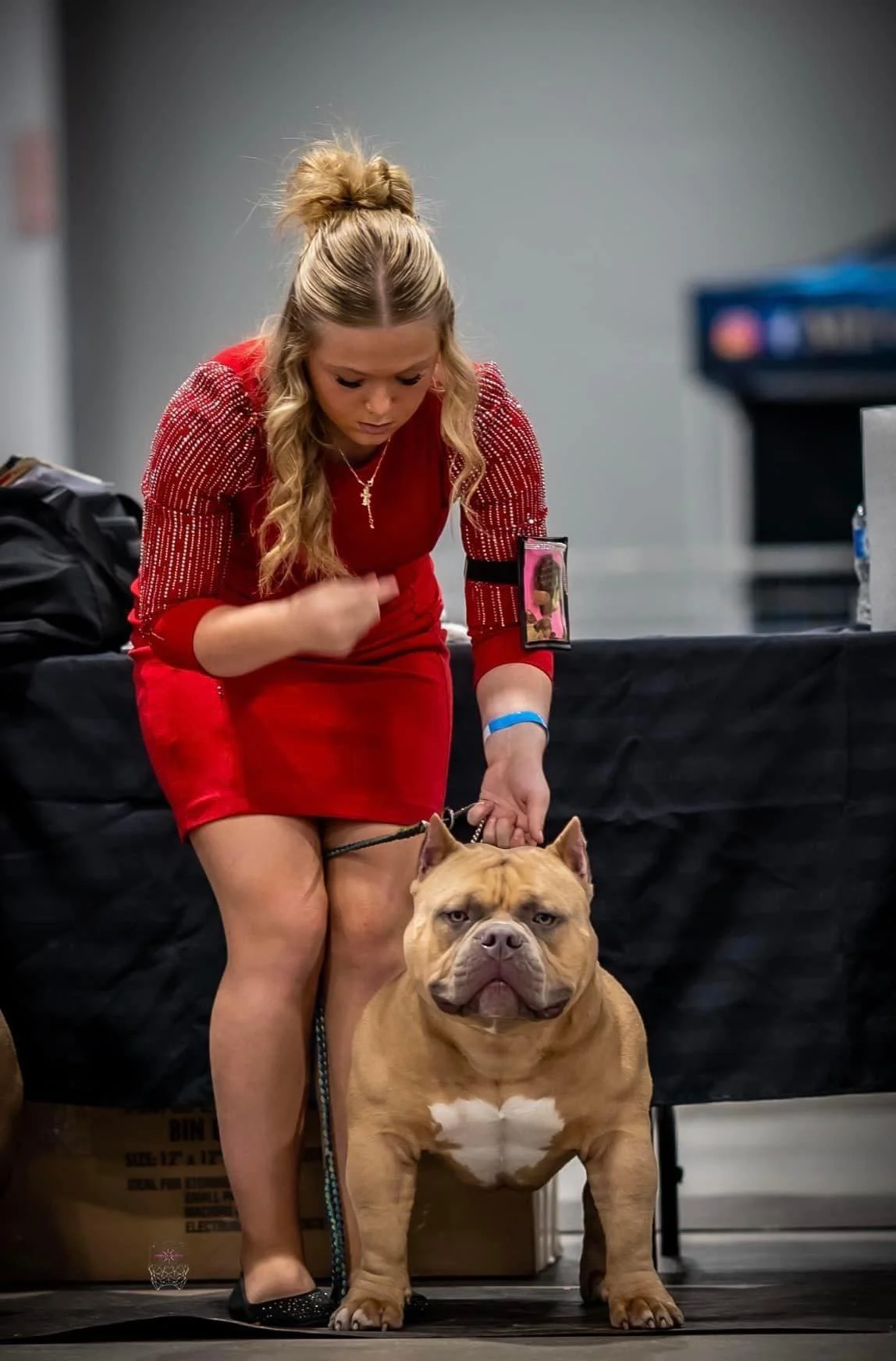 pocket bully puppies for sale