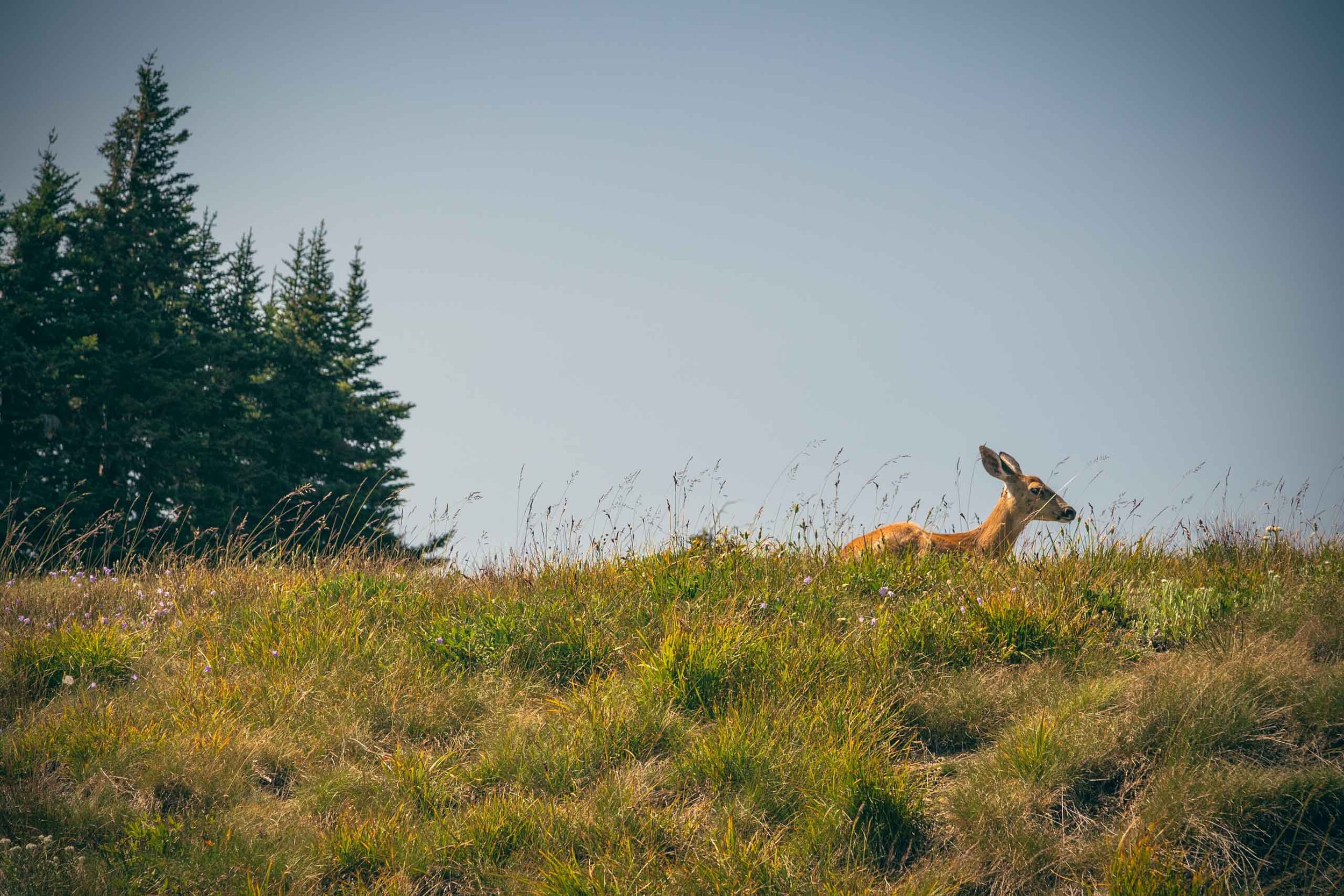 Deer in field.