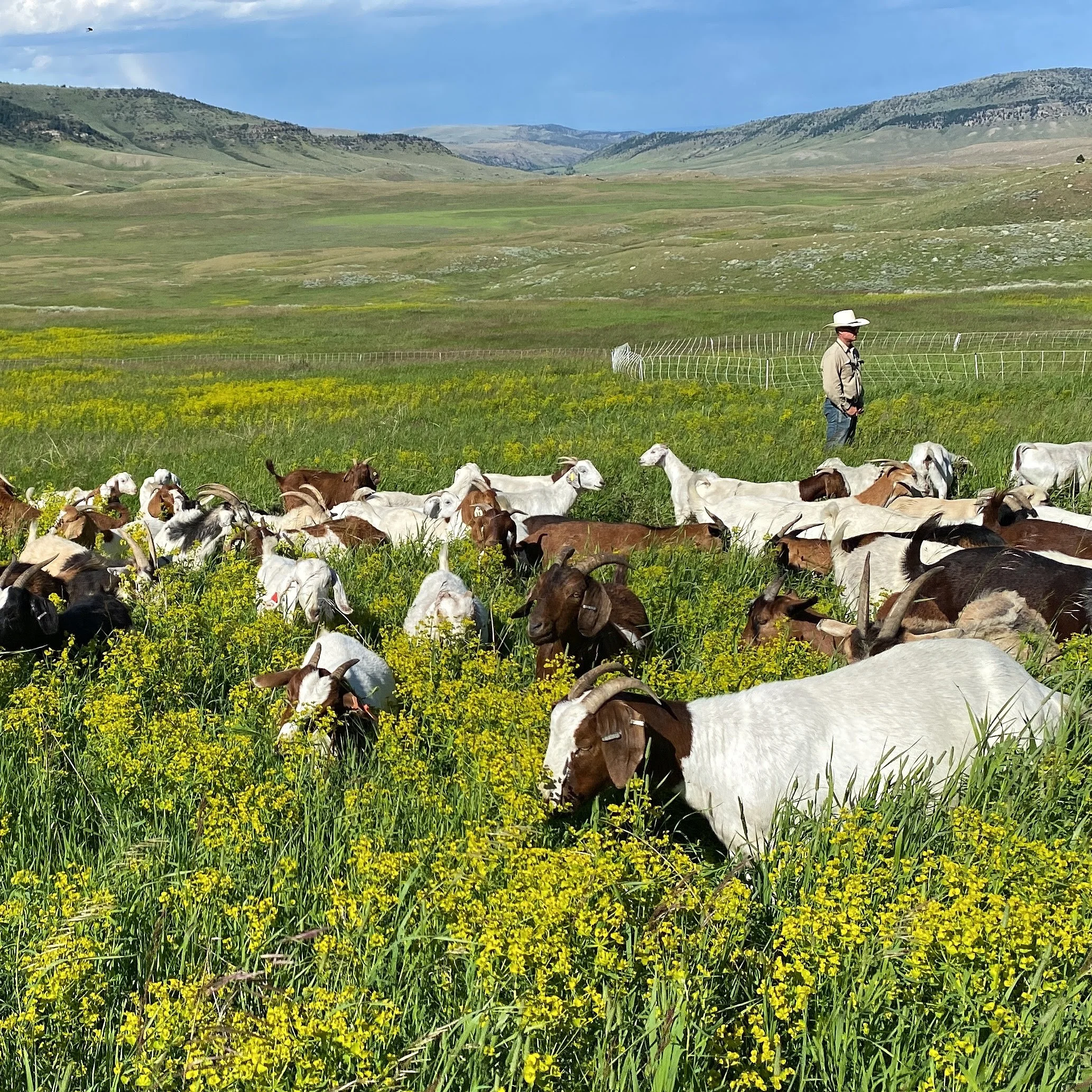 Prescribed Grazing for Noxious & Invasive Weeds