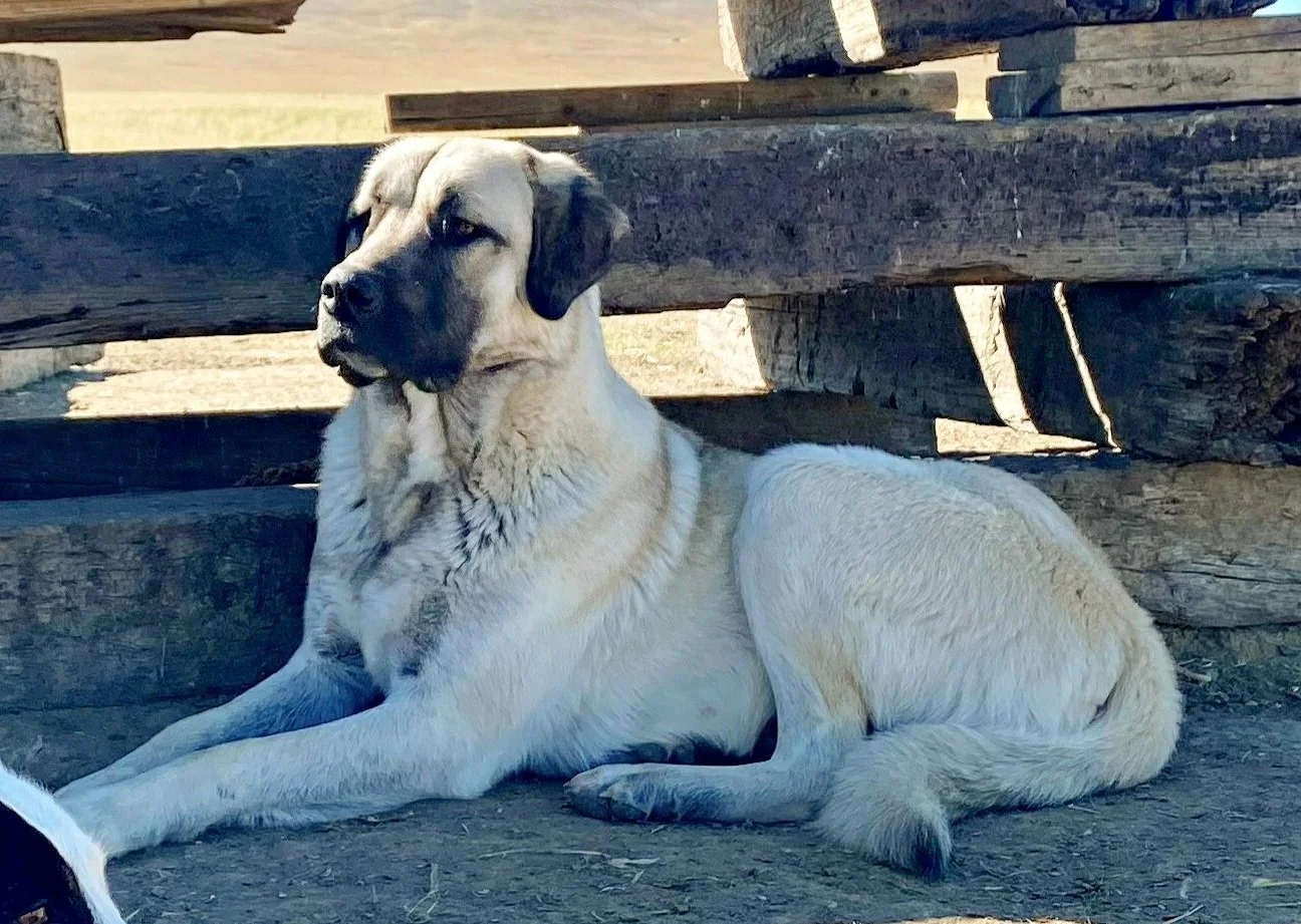 George, Habig Livestock's stud livestock guardian dog, resting in the shade while guarding sheep and goats.