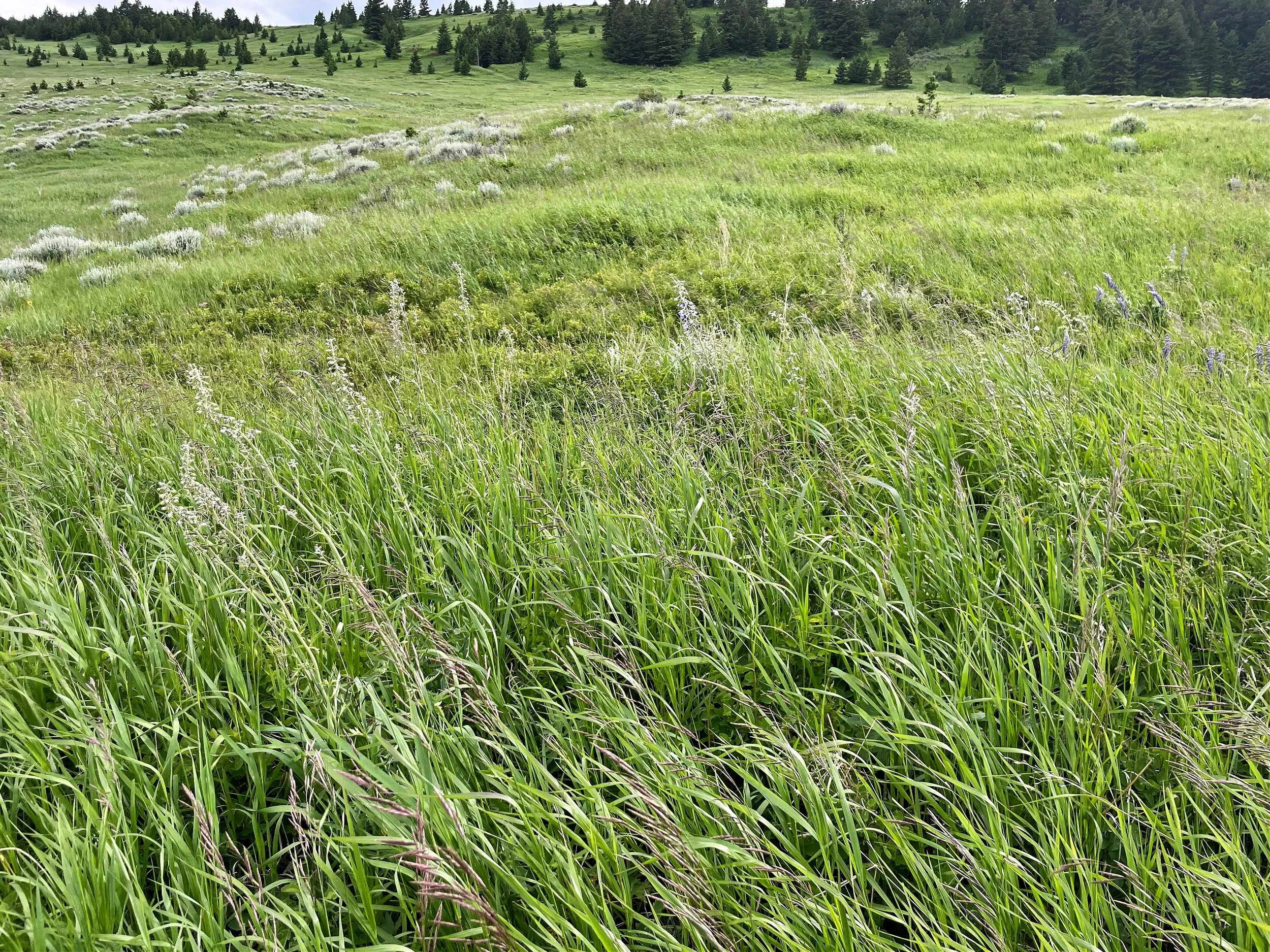 Tall Larkspur Before