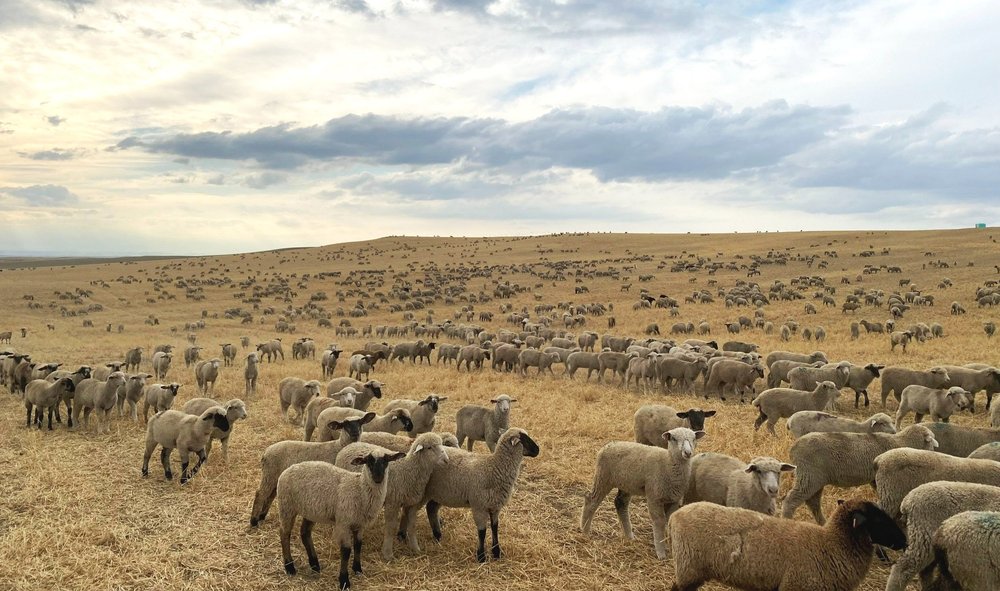 Grazing Leases — Habig Livestock