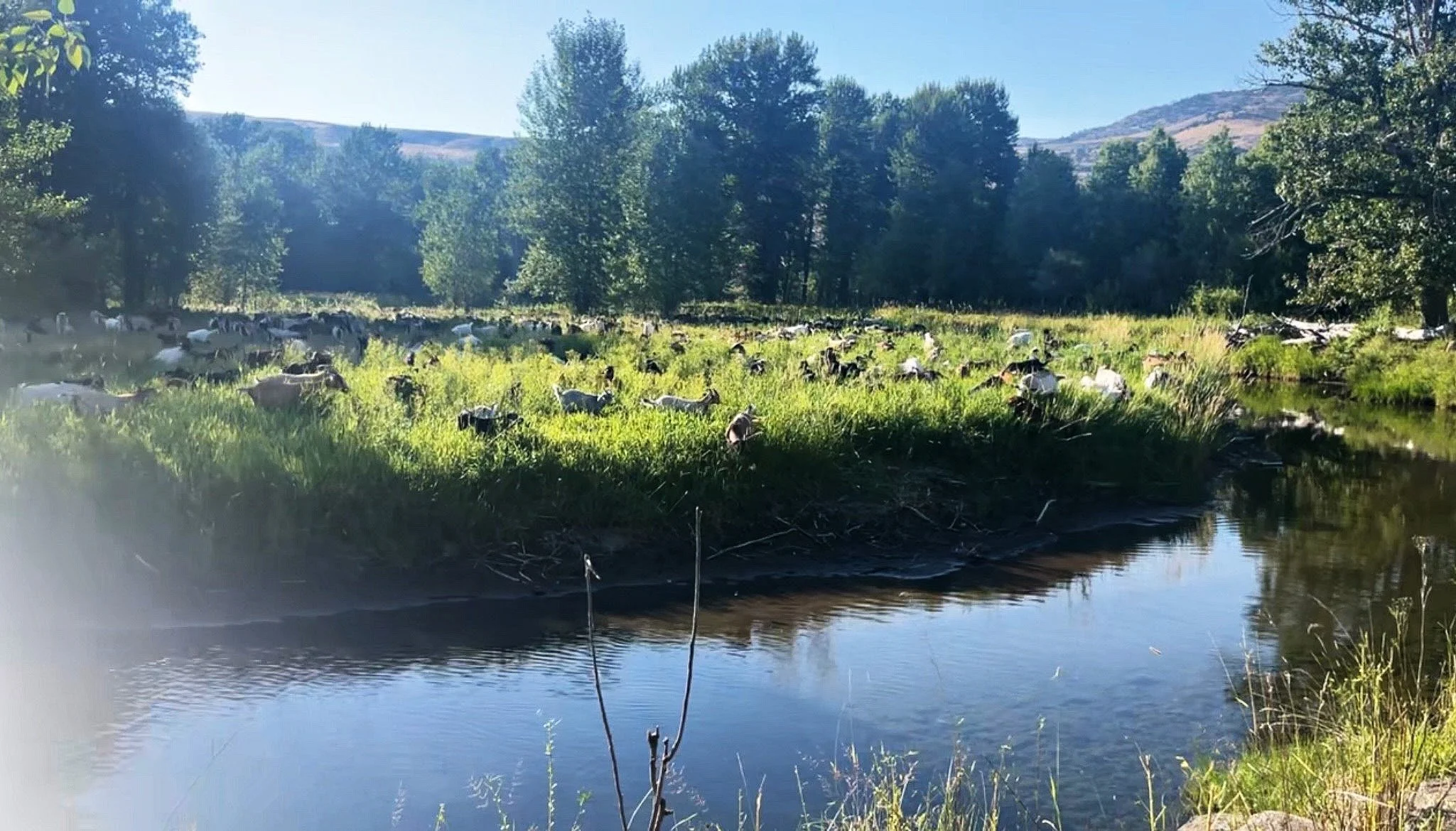 Riparian-Friendly Grazing, Protecting Streambanks