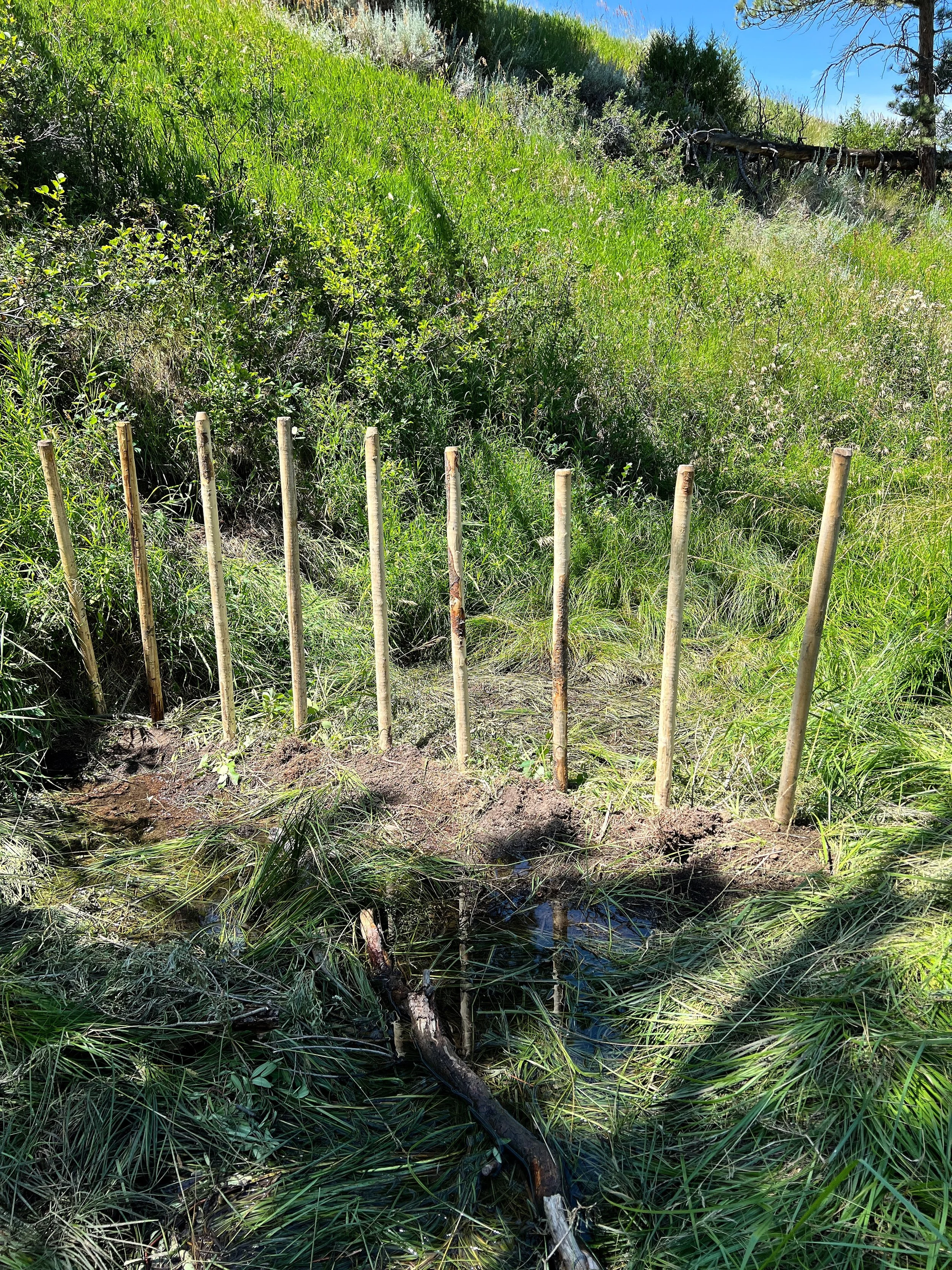 Woody Species Management & BDAs, Restoring Habitat