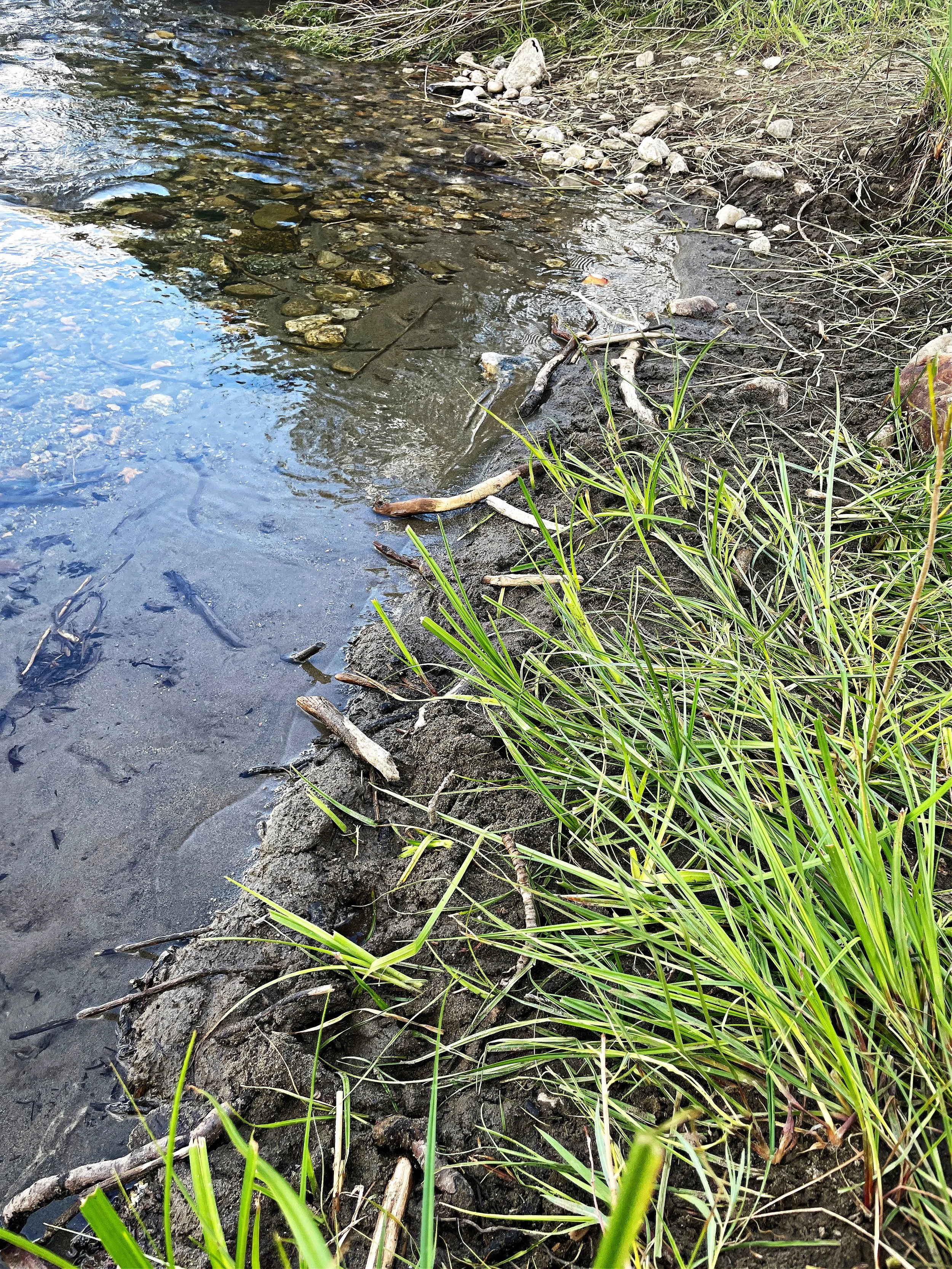 Riparian Impact from Goats