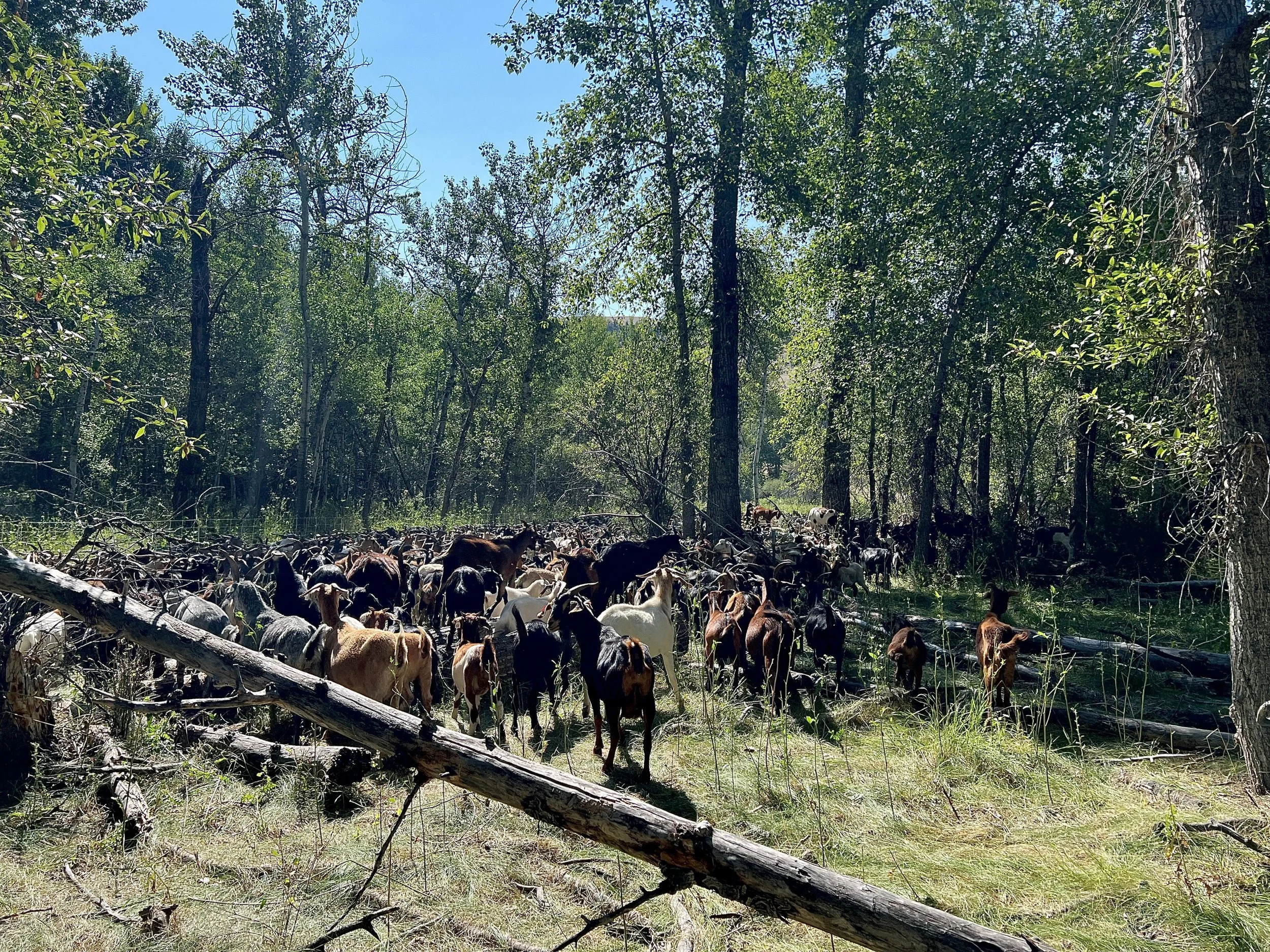 goat grazing for invasive weeds