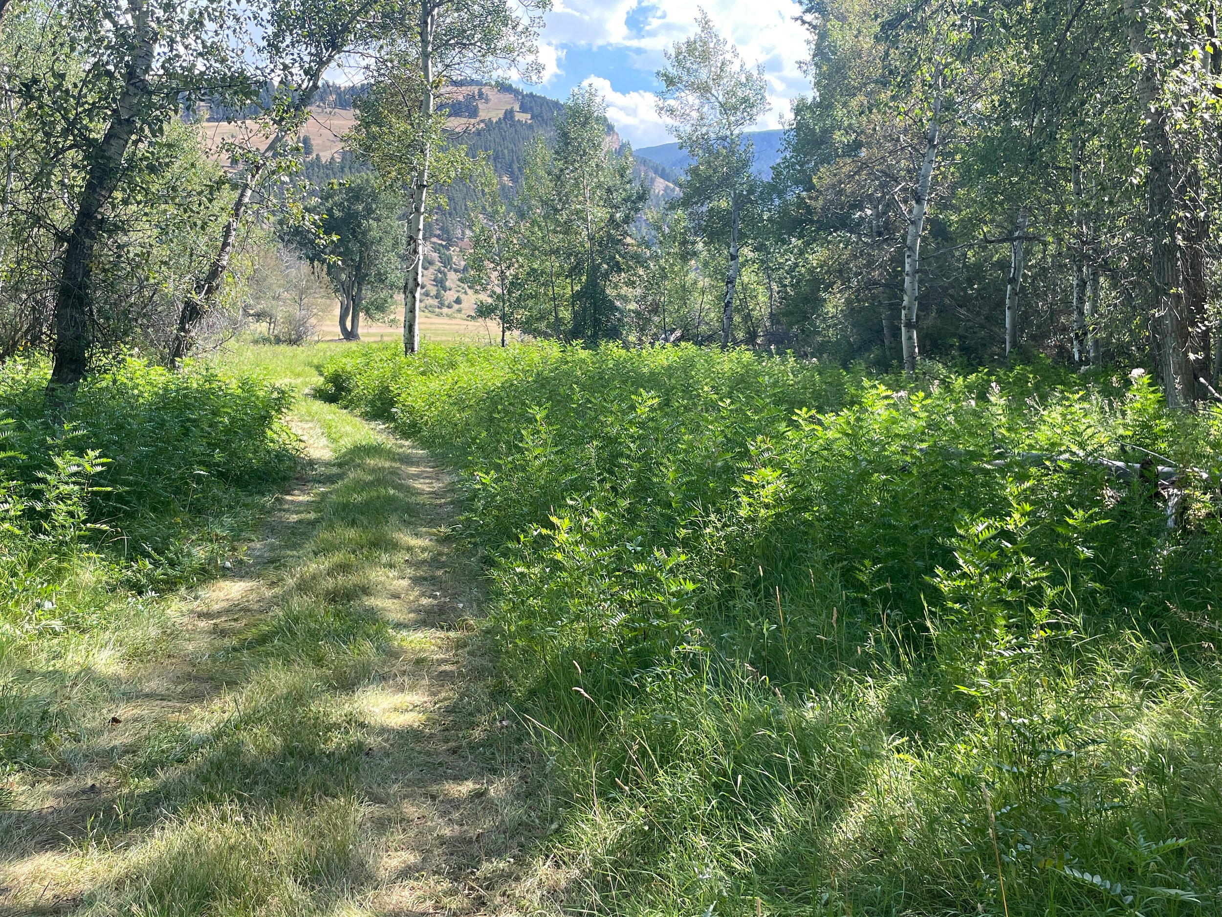 Wild Licorice Before