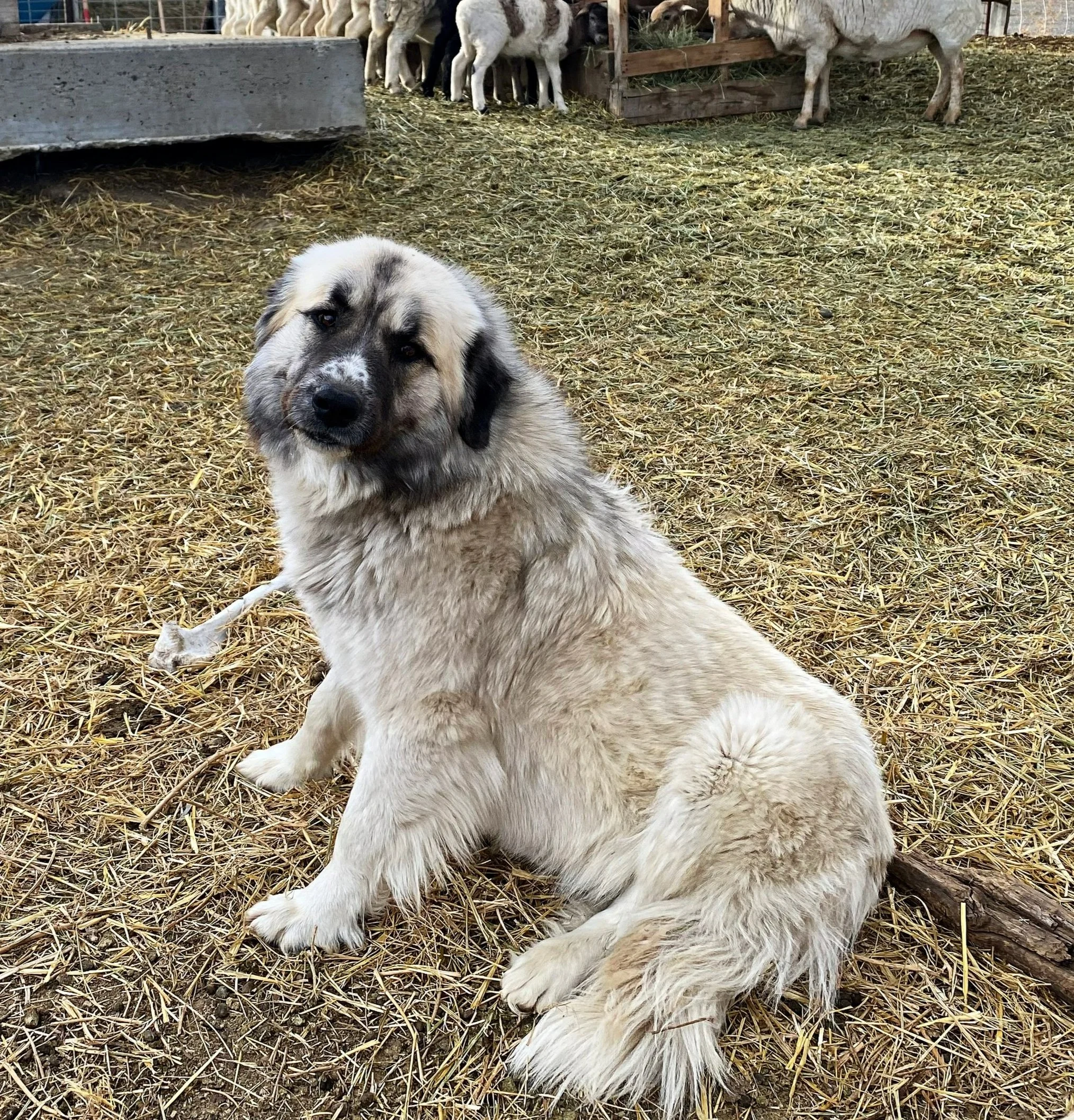 Gretchen, one of Habig Livestock's guard dogs, guarding sheep around the headquarters.