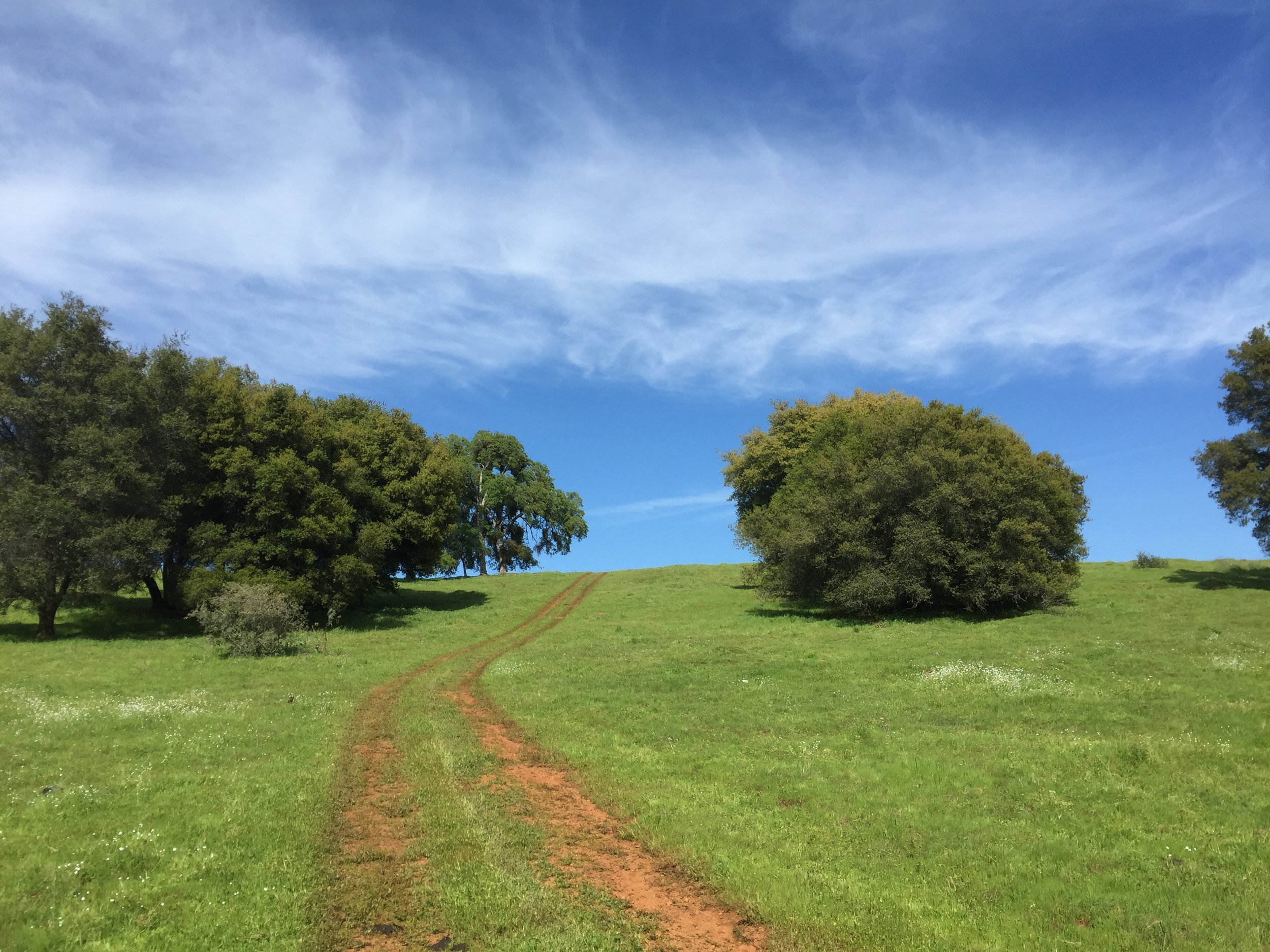 A scenic view of a grassy field with a dirt path leading toward a group of trees under a blue sky with wispy clouds.