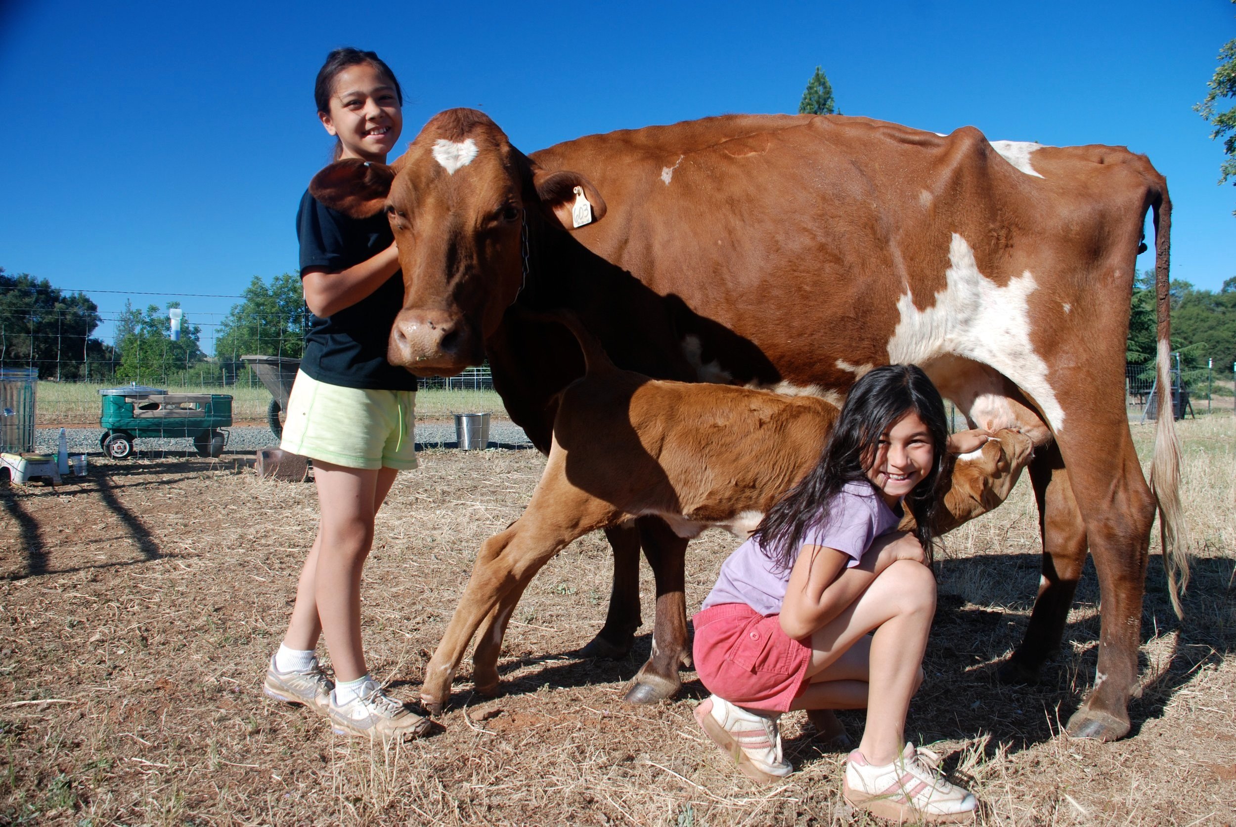 Tia &amp; Ali Zeiter with Lady and her calf in 2012