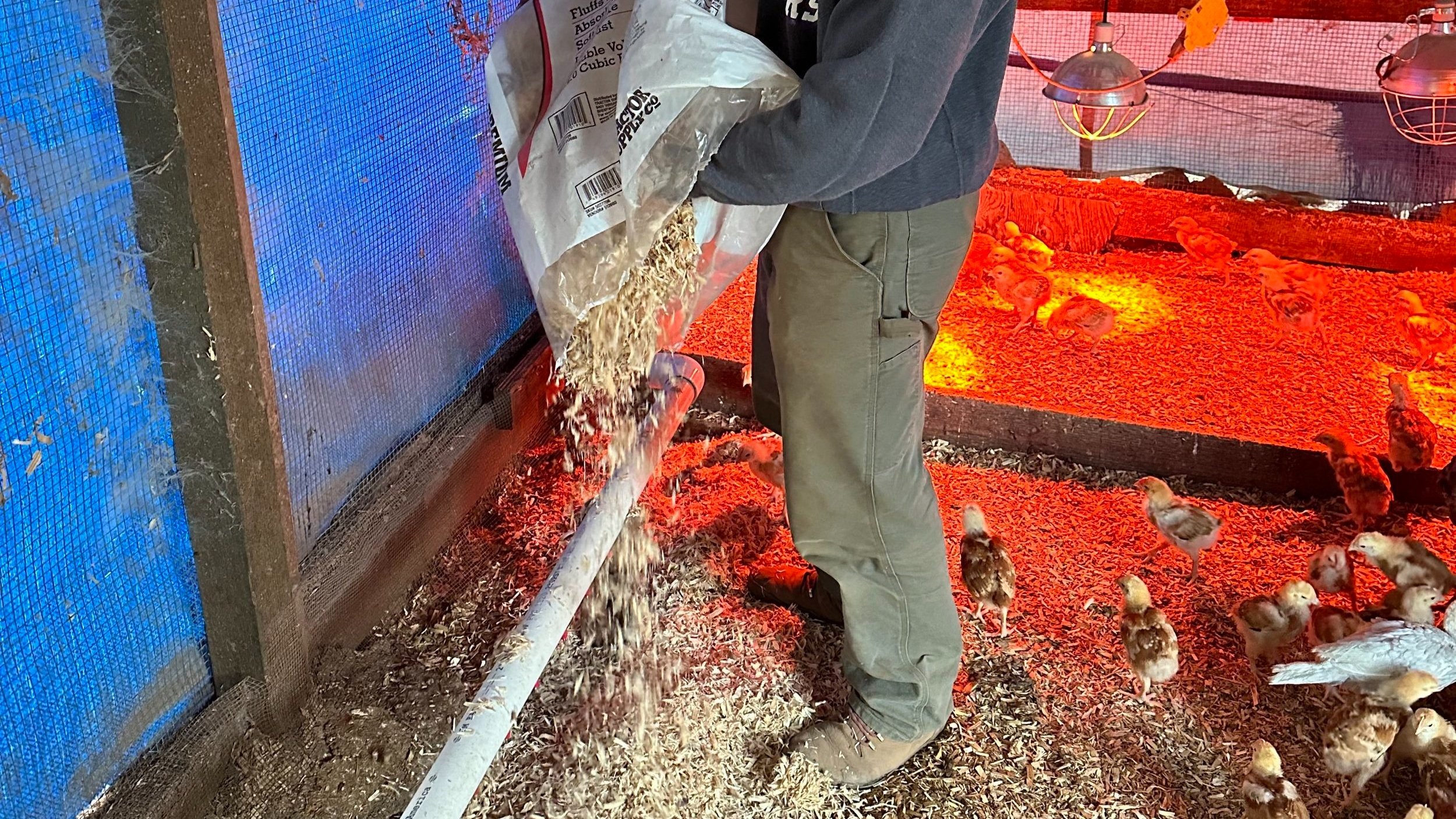 Spreading wood flakes where the floor of the brooder is wet or dirty