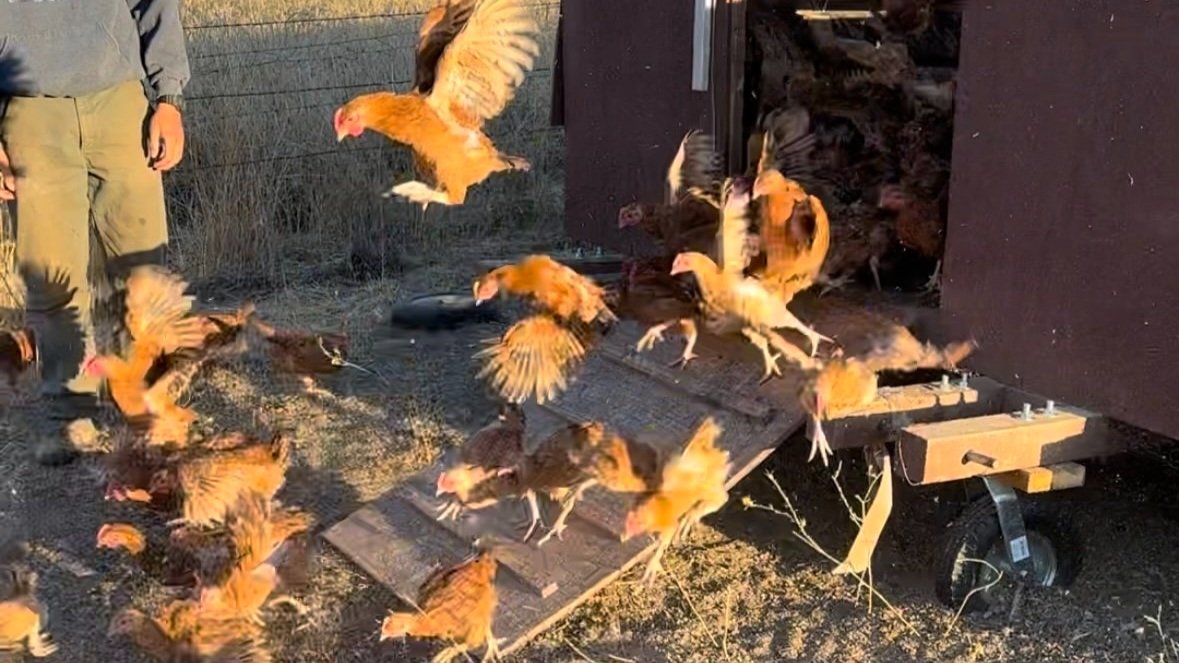 Releasing the meat hens from their coop