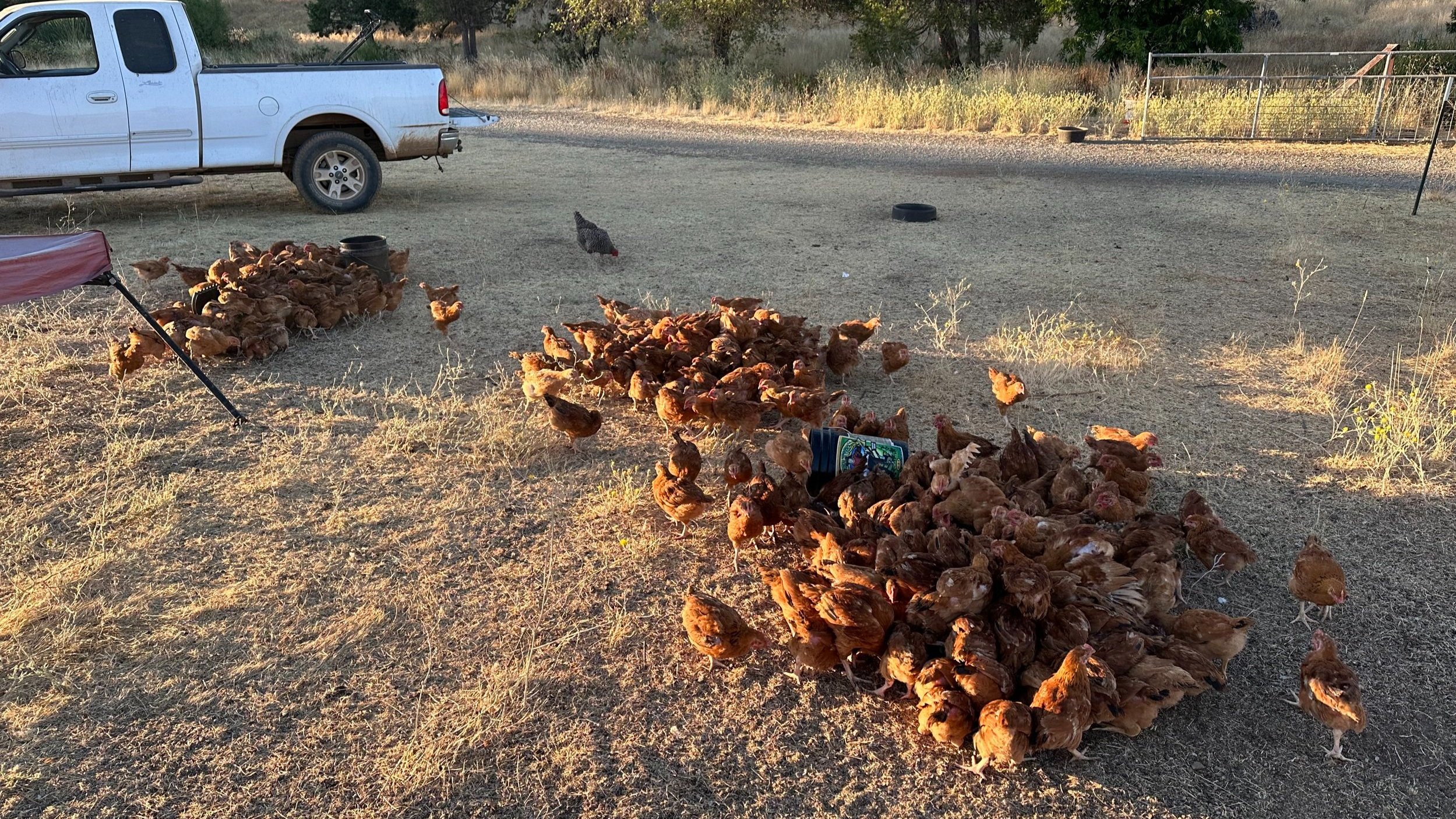 Giving supplement feed to the meat hens