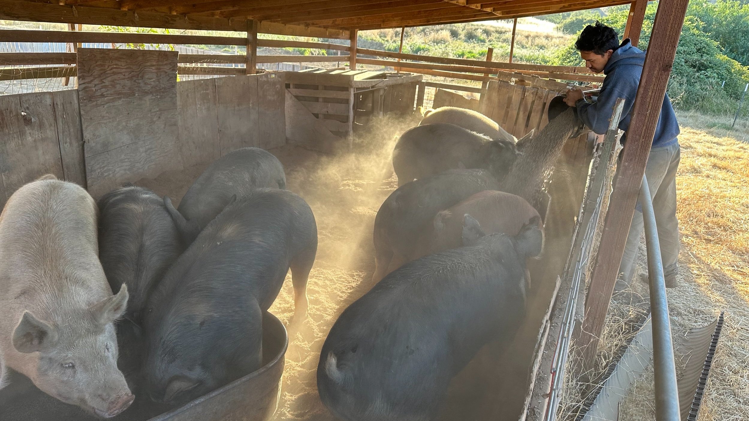 Giving supplemental feed to the pigs