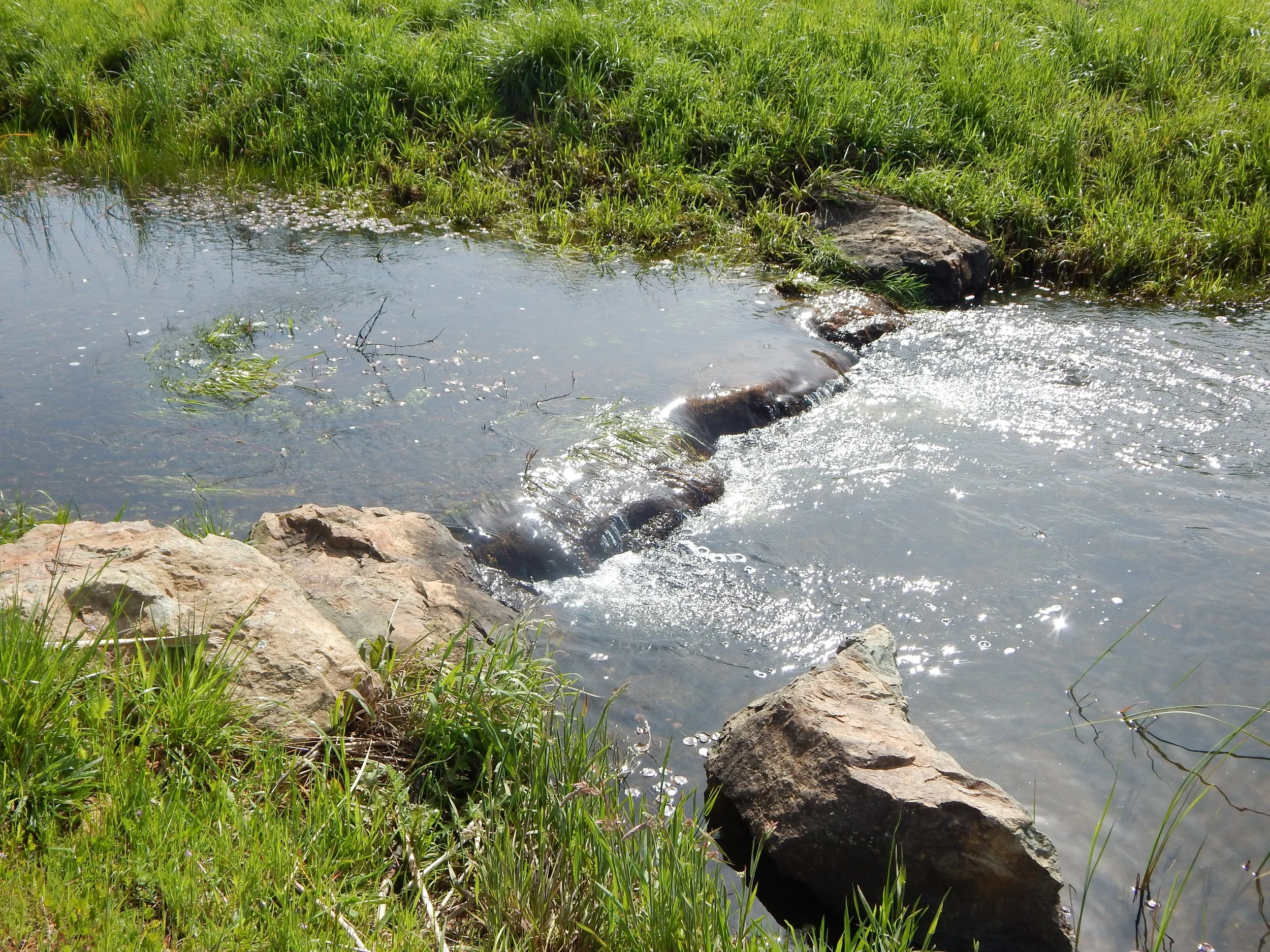 A small stream or creek with clear water flowing over rocks, surrounded by lush green grass and plants.