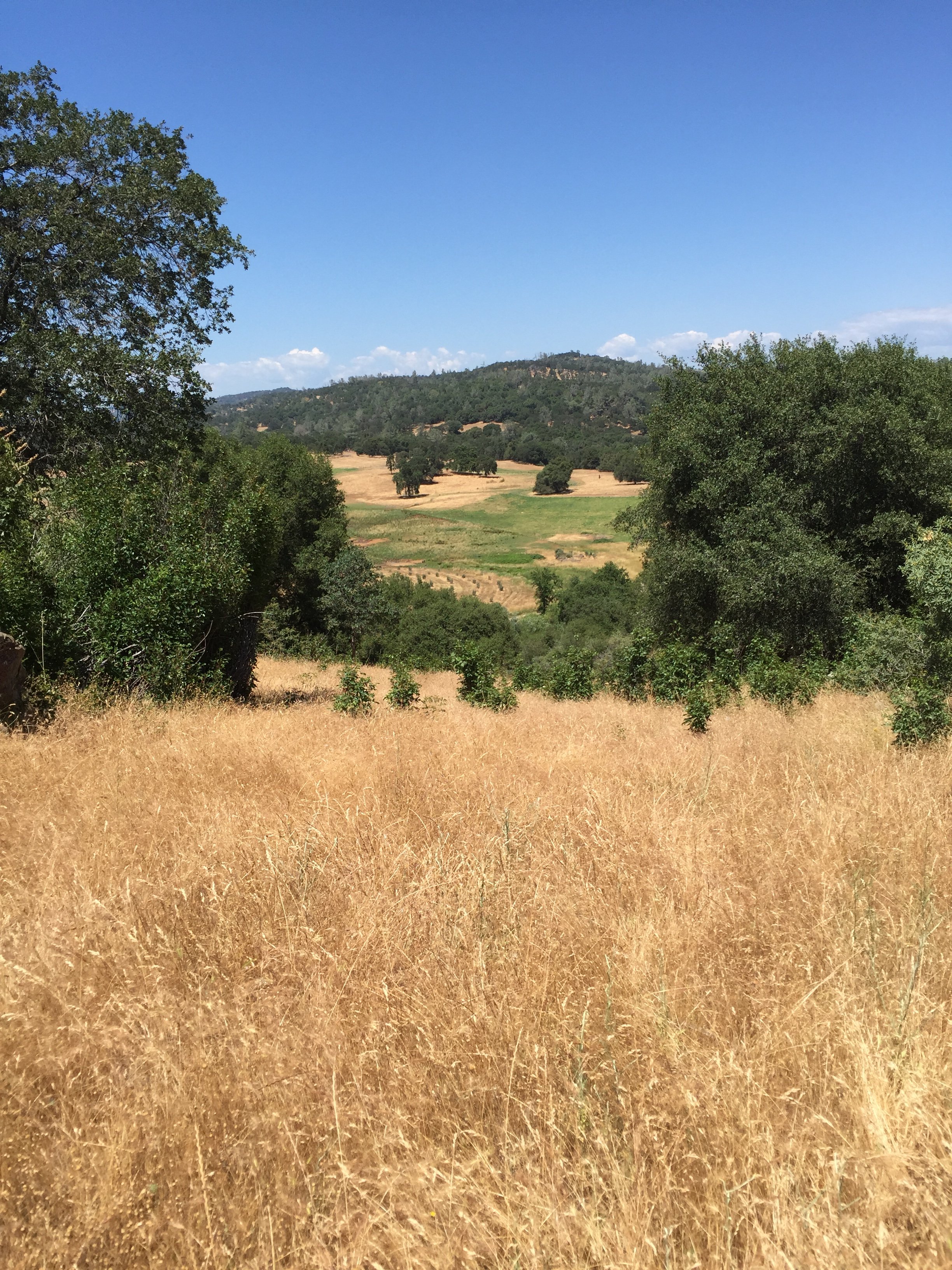 Scenic landscape of a grassy field with trees and distant hills under a blue sky.