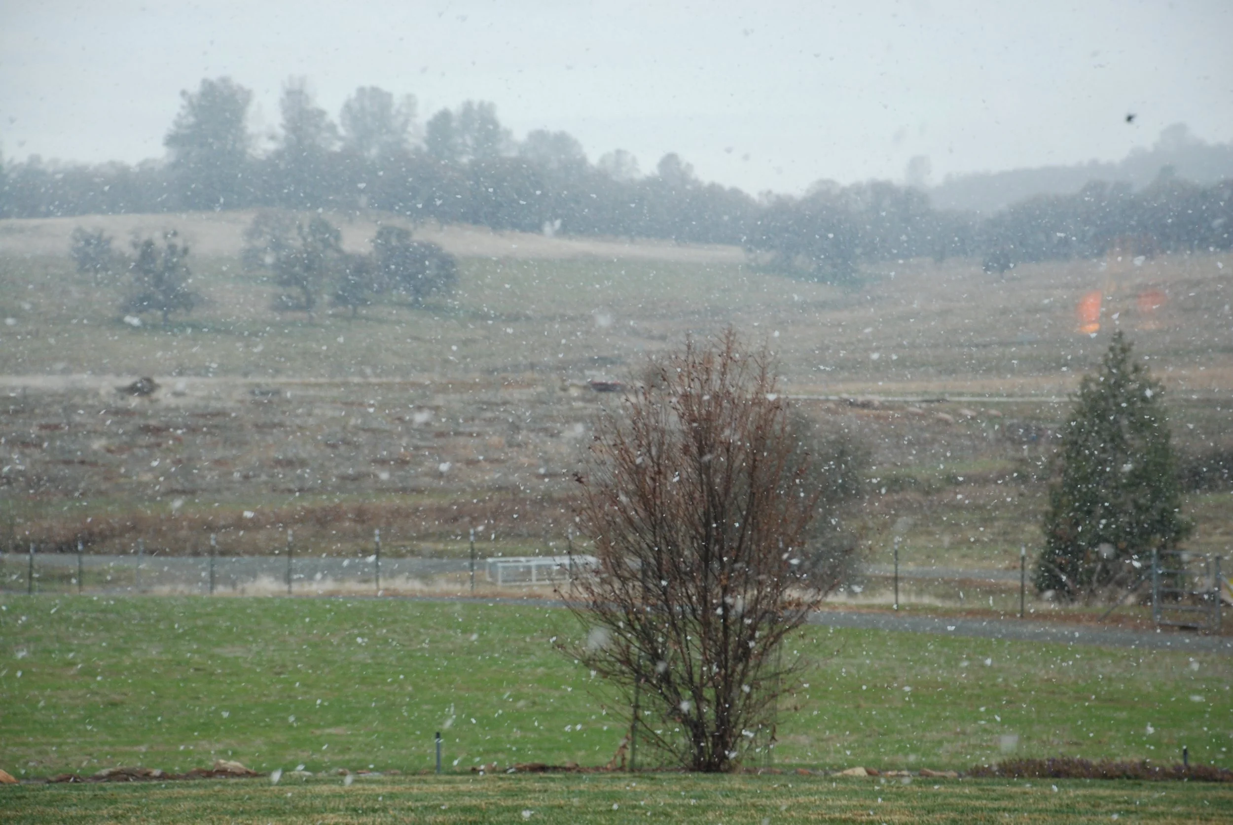 A grassy yard with a leafless tree, a fence, and a background of trees and overcast sky during a snowstorm.