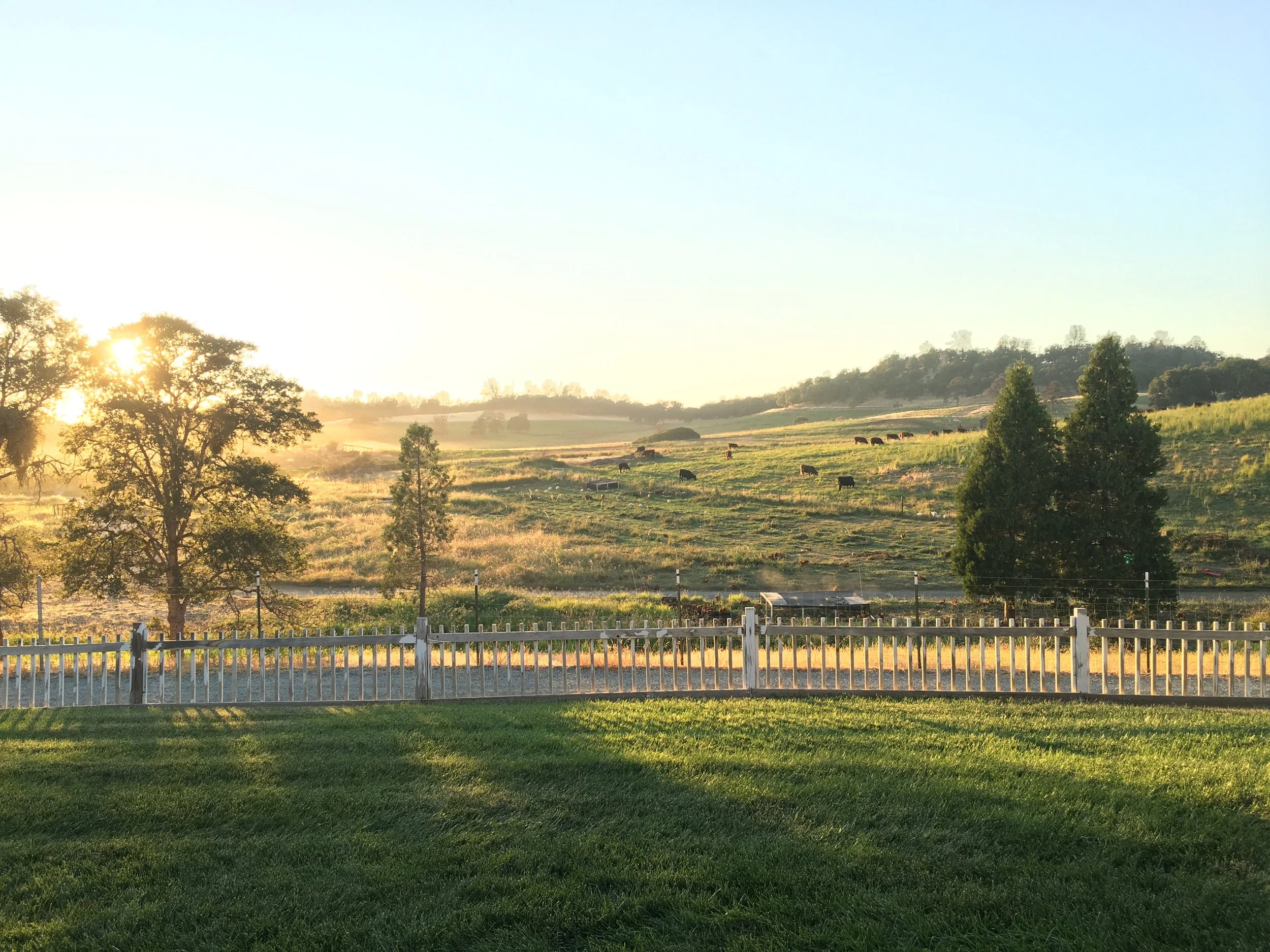 A scenic countryside landscape from the yard of a Catholic homestead farmhouse during sunset with trees, a fence, rolling hills, and grazing cattle.