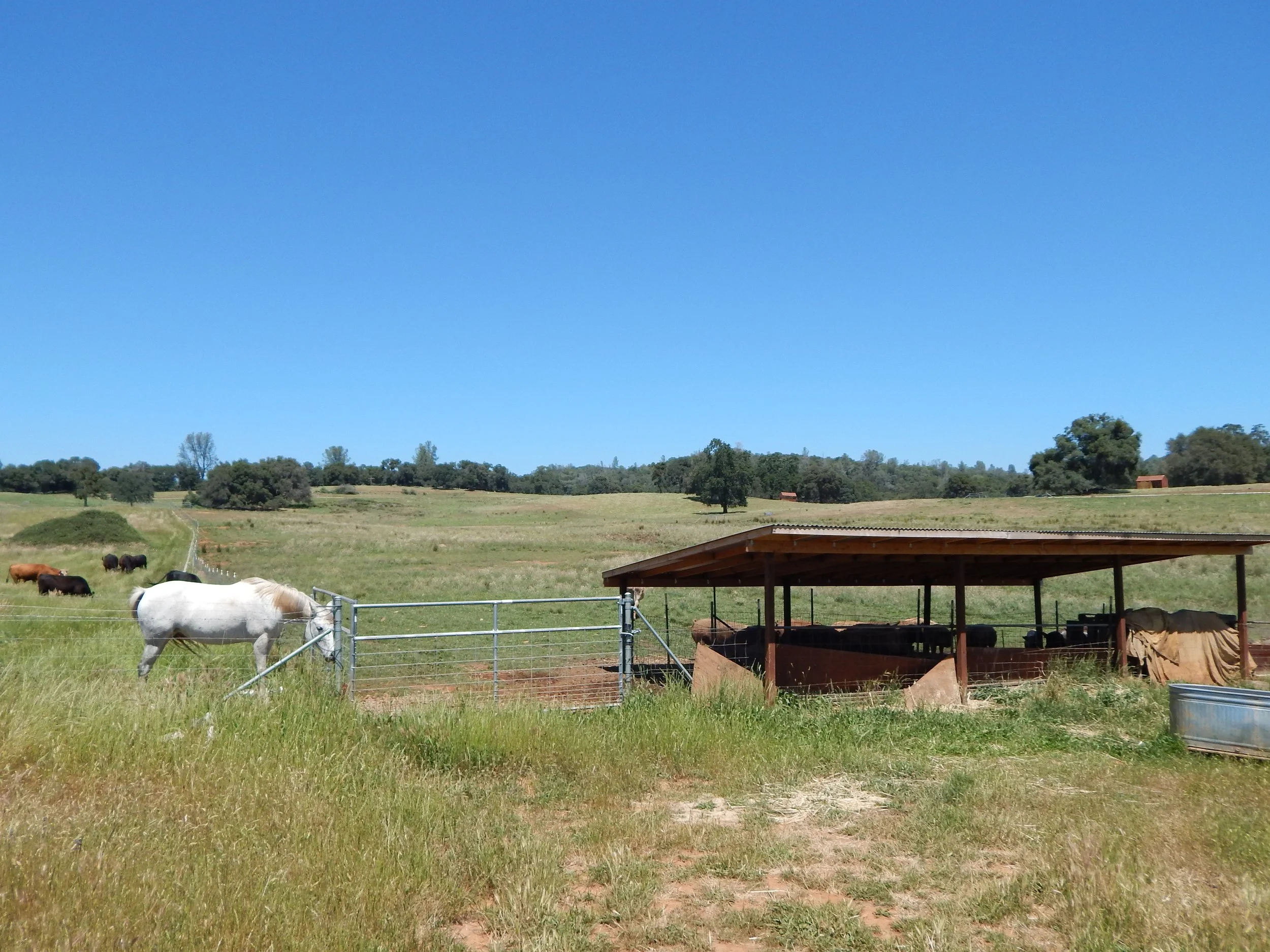 Open farmland with a clear blue sky, trees in the background, and a fenced area with grazing cows and a shelter.