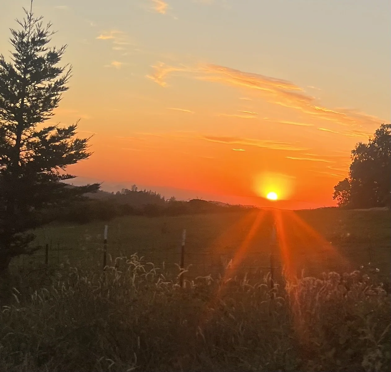 Sunset over a rural landscape with a large tree on the left and a fence, with the sun near the horizon casting orange and yellow colors in the sky.