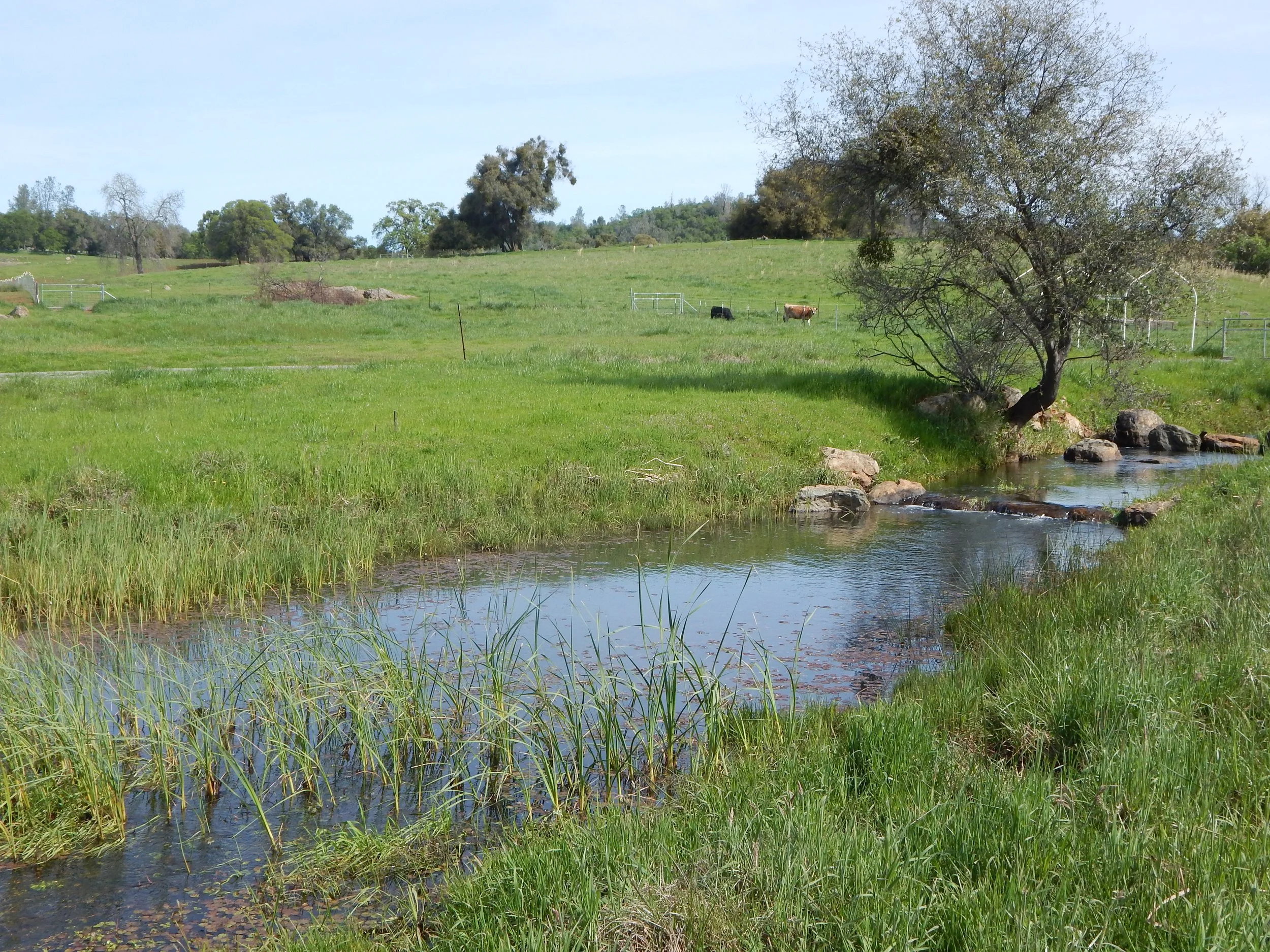 A rural landscape with a small creek in the foreground, green grass, and several trees on a hilly terrain in the background.