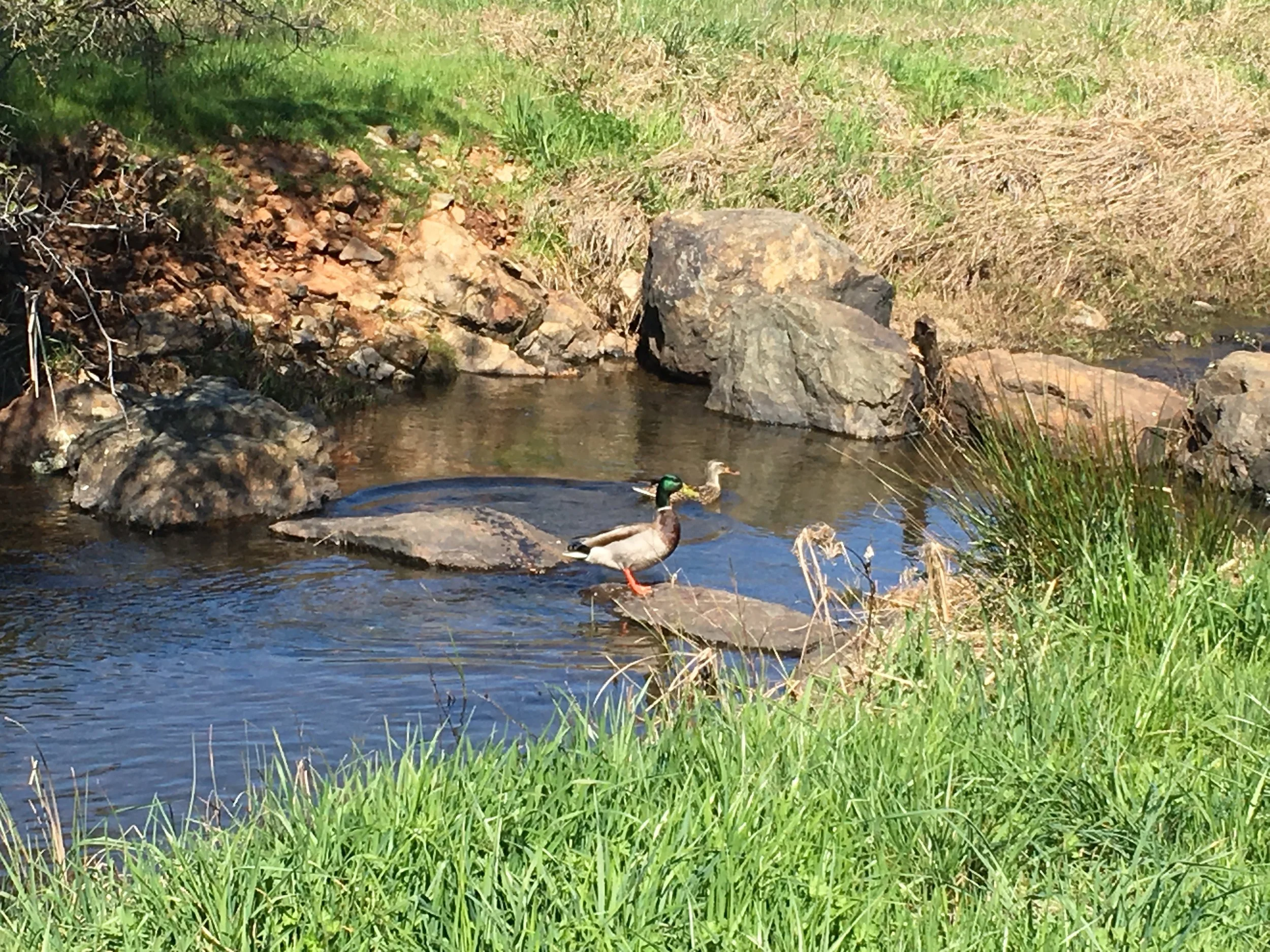 A small creek with ducks swimming in it, surrounded by green grass, rocks, and shrubs.