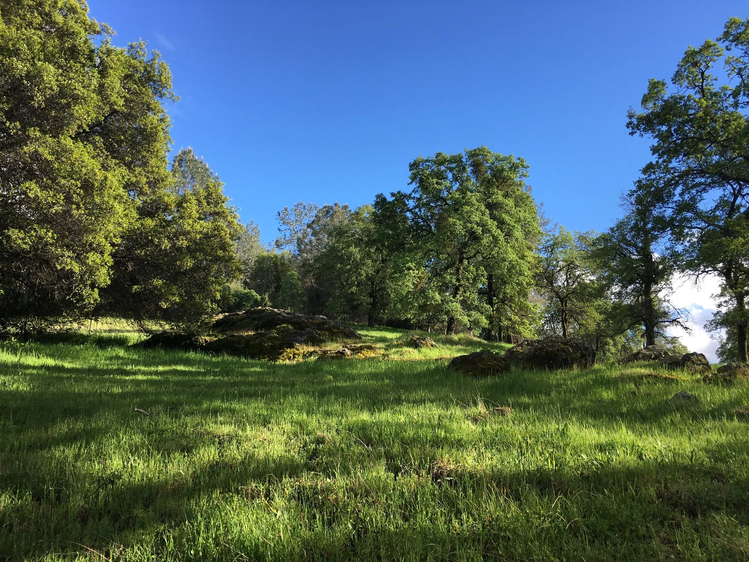 A bright blue sky above a green forest with various trees and a grassy clearing.