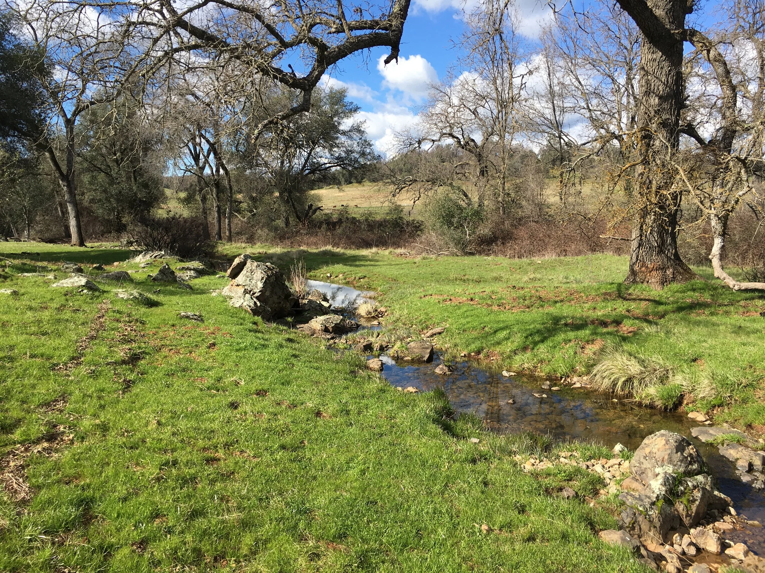 A serene landscape with a small creek running through a grassy field, surrounded by leafless trees under a partly cloudy blue sky.