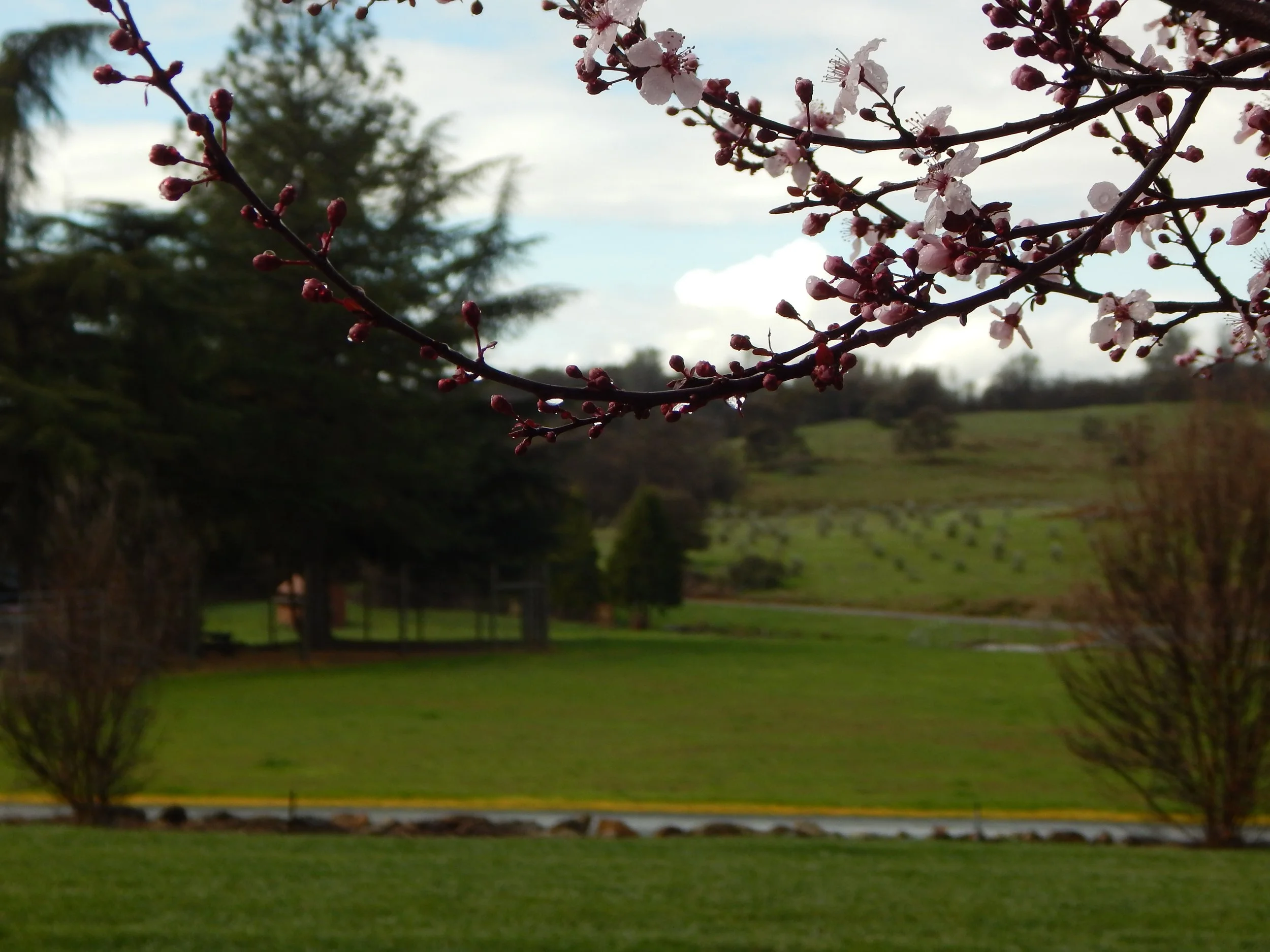 A branch of pink blooming flowers and buds extending across the image, with a grassy area, trees, and a partly cloudy sky in the background.