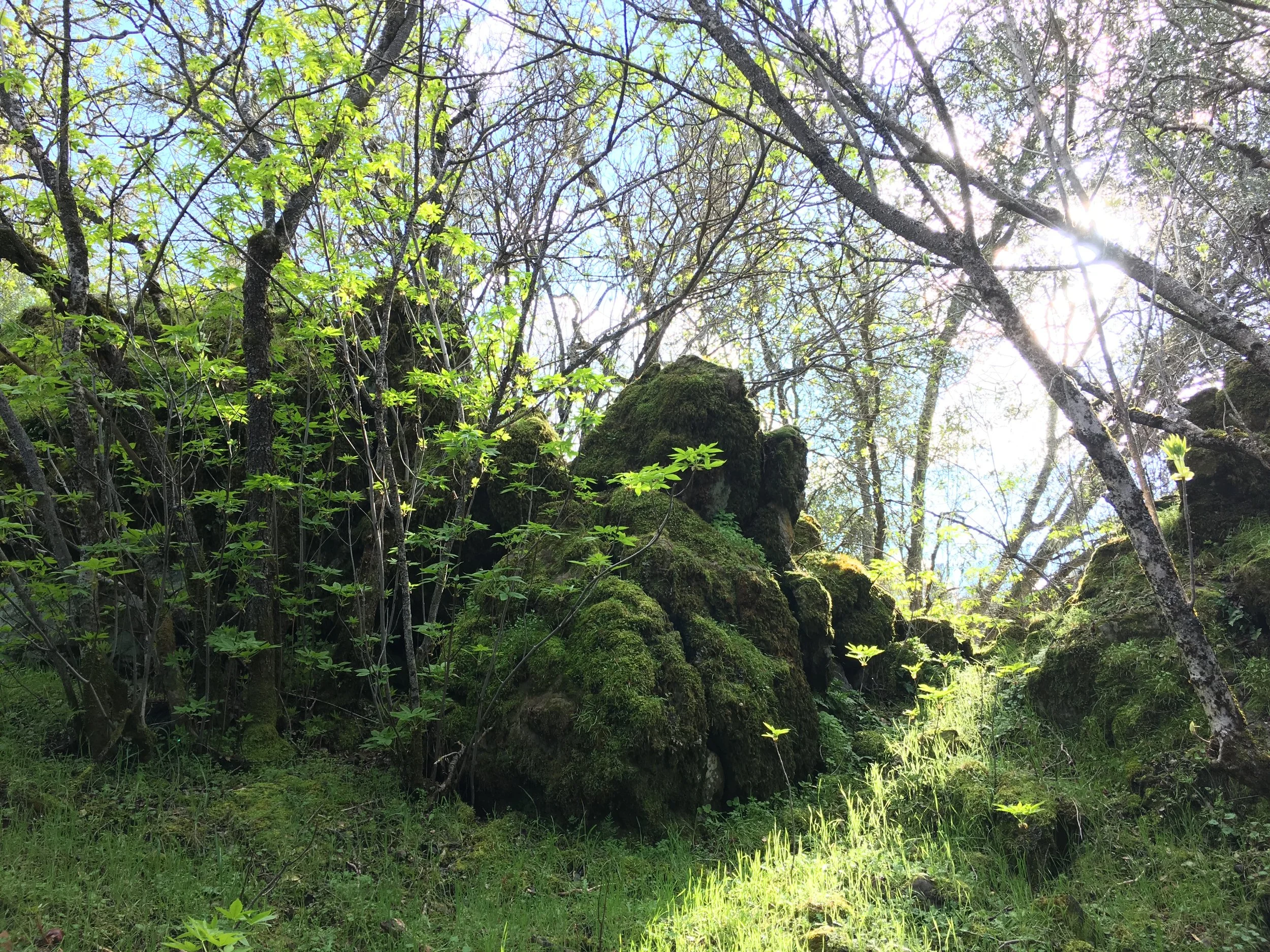 A lush green forest with moss-covered rocks, trees with young leaves, and sunlight filtering through the branches.