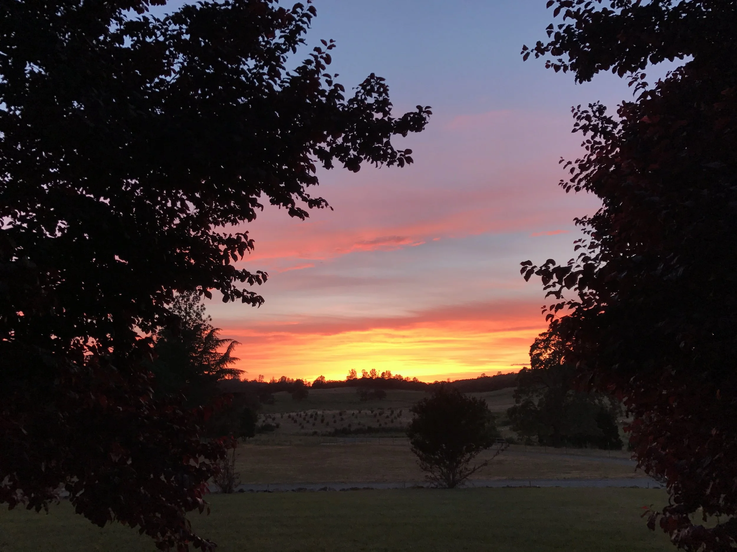 A landscape view of trees framing a colorful sunset sky with shades of pink, orange, and blue, over open fields in the distance.