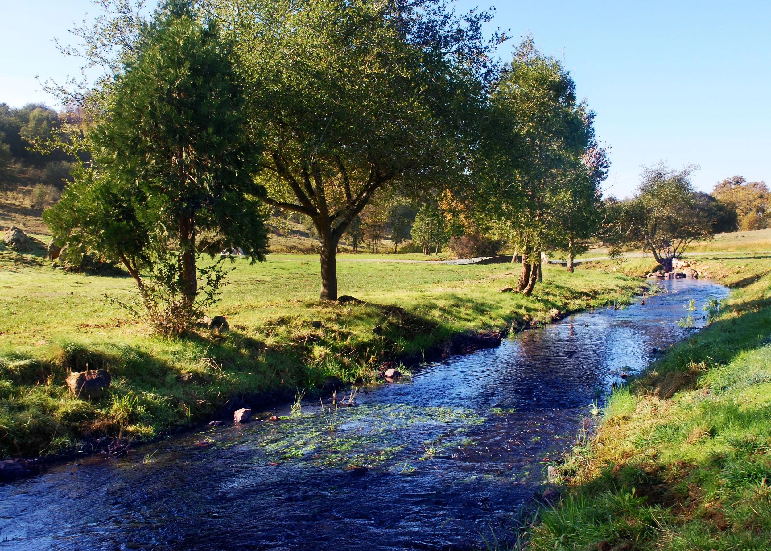 The main creek that flows through Our Lady's Ranch, offering hydrating resources to the beautiful grass and trees that provide the basis of the sustainable agriculture practiced there.
