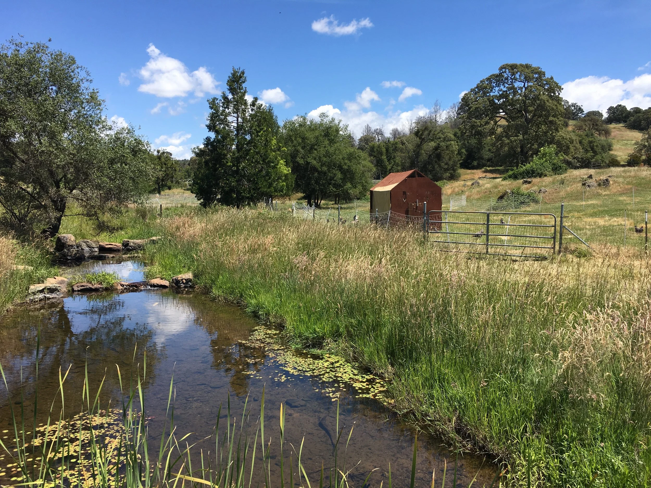 A rural landscape with a small creek in the foreground, grassy fields, trees, a small red shed, and a hill with trees under a blue sky with scattered clouds.