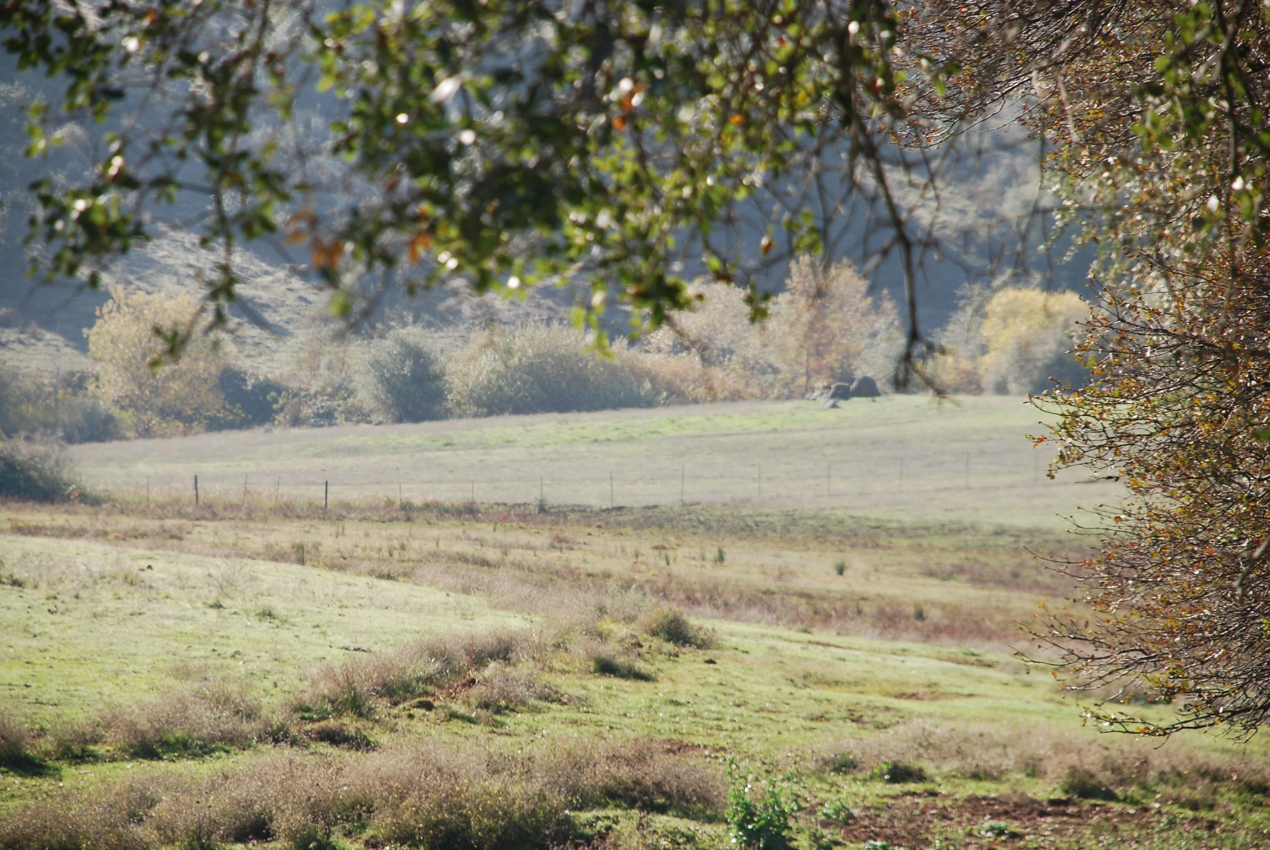 A rural landscape with green grassy fields, trees, and mountains in the background, seen through the branches of a tree.