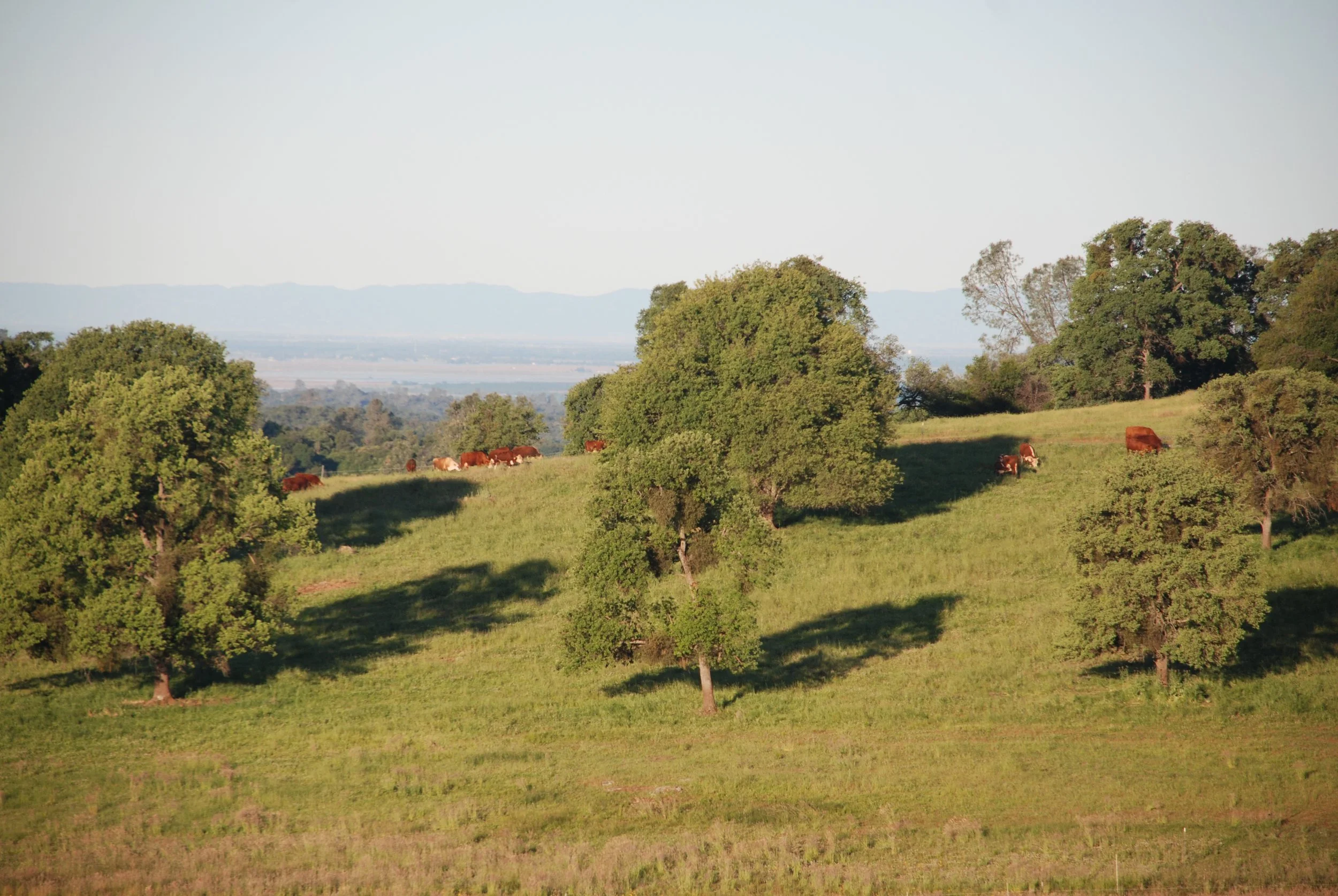 Open grass field with scattered trees and cows grazing, distant hills under a clear sky.