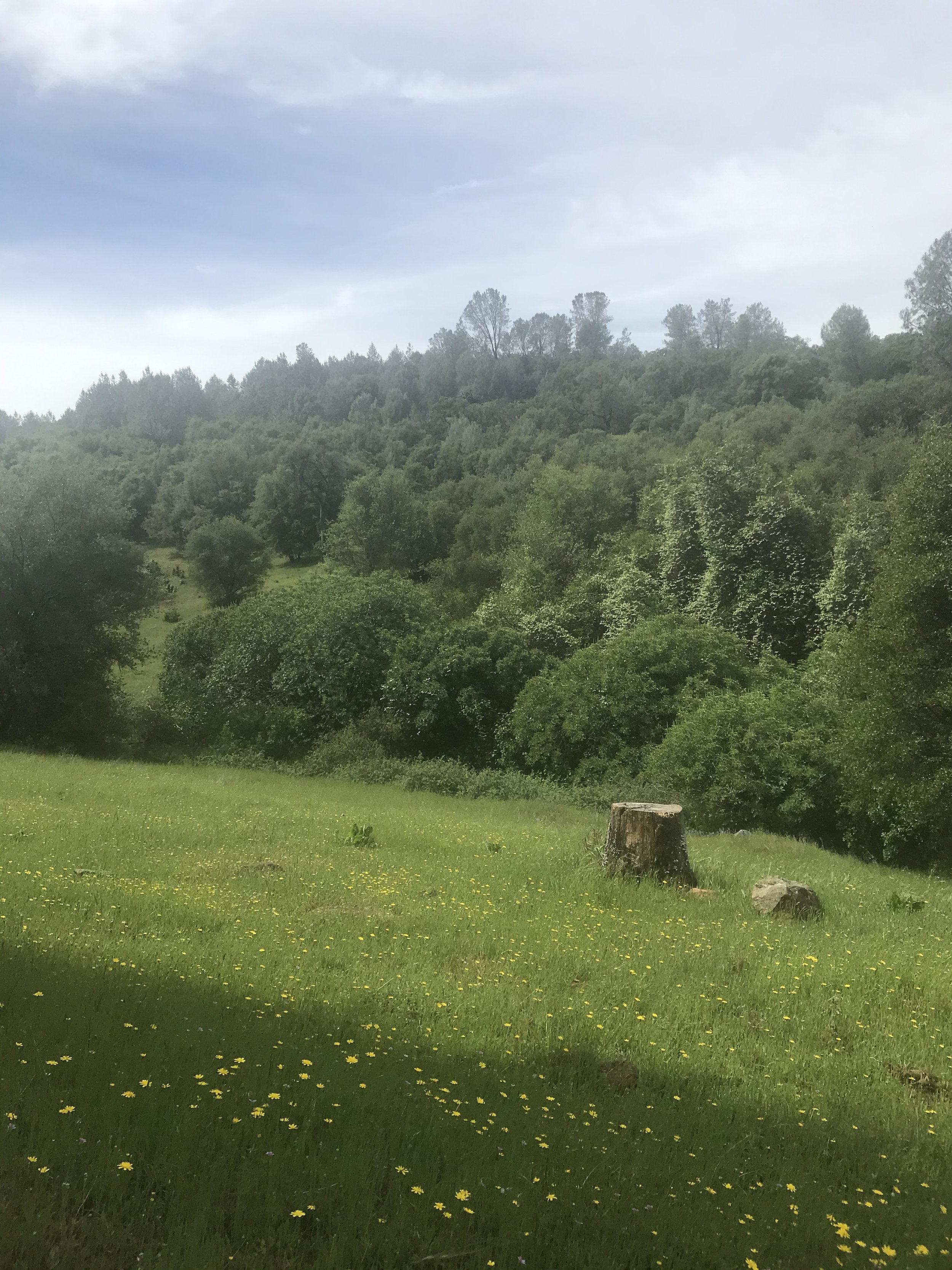 A green grassy field with small yellow flowers, a tree stump, and a background of rolling hills covered with dense green trees under a partly cloudy sky.
